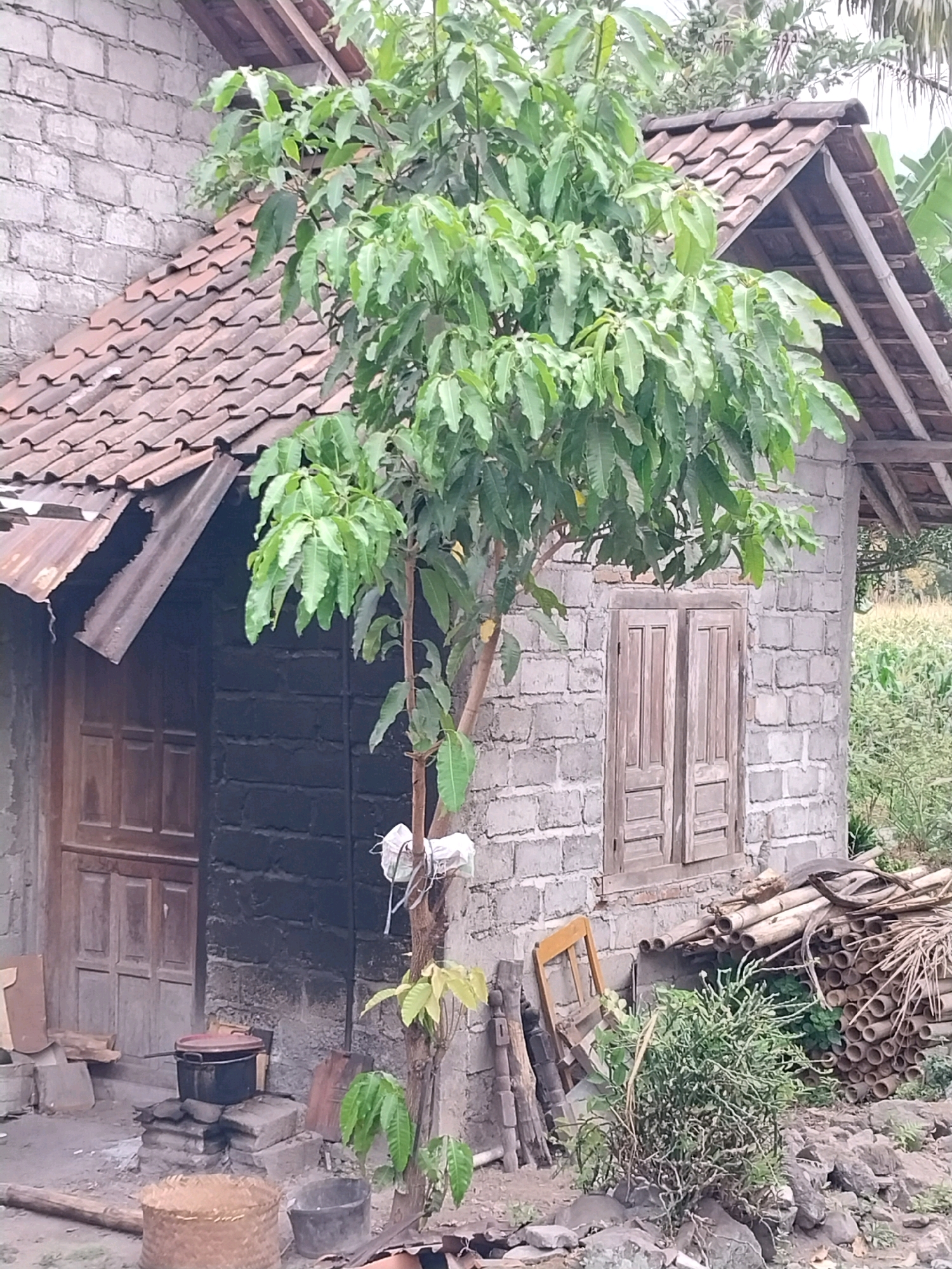 The image depicts a scene in Tijayan, Indonesia, focusing on a modest brick house with a tiled roof. A tree with green leaves stands prominently in front of the house, its branches reaching towards the roof. The house itself has a wooden door on the left side and a wooden window with shutters on the right side. The walls are constructed from grey bricks. To the right of the house, a pile of bamboo poles is stacked against the wall, and a dense green bush grows in front of them. In the foreground, there are various objects scattered on the ground, including a woven basket, a metal bucket, and what appears to be firewood or kindling. A cooking pot sits on a makeshift stove in front of the house. The overall impression is of a rural or semi-rural setting.