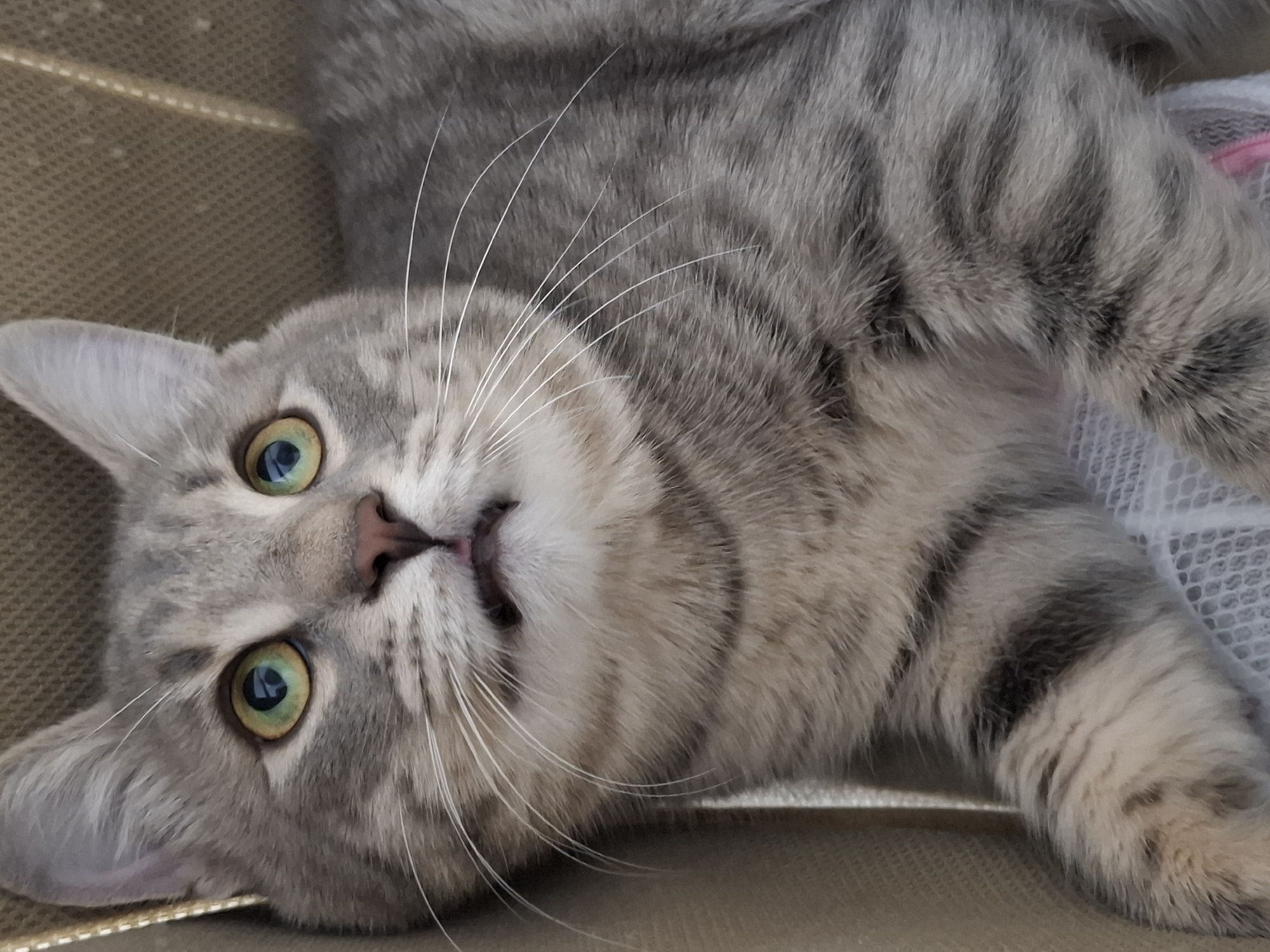 A close-up, high-angle shot captures a silver tabby cat lying on its back or side, looking directly at the camera with wide, curious eyes. The cat has soft, dense fur with distinct dark grey stripes on a lighter grey and cream background. Its large, round eyes feature striking green-yellow irises and black pupils, reflecting light sources. A pinkish-brown nose is visible, and its mouth is slightly open, revealing a hint of a pink tongue. Numerous long, white whiskers fan out from its muzzle. The cat's ears are perked, and its overall expression appears playful and attentive. It is resting on a textured, light brown or beige surface, possibly a woven blanket or cushion. On the right side of the image, a white, mesh-like fabric, possibly part of a laundry basket or similar item, is visible, with a faint pink detail further to the right. The lighting is soft and natural, illuminating the cat's features and fur texture. No text is visible in the image.