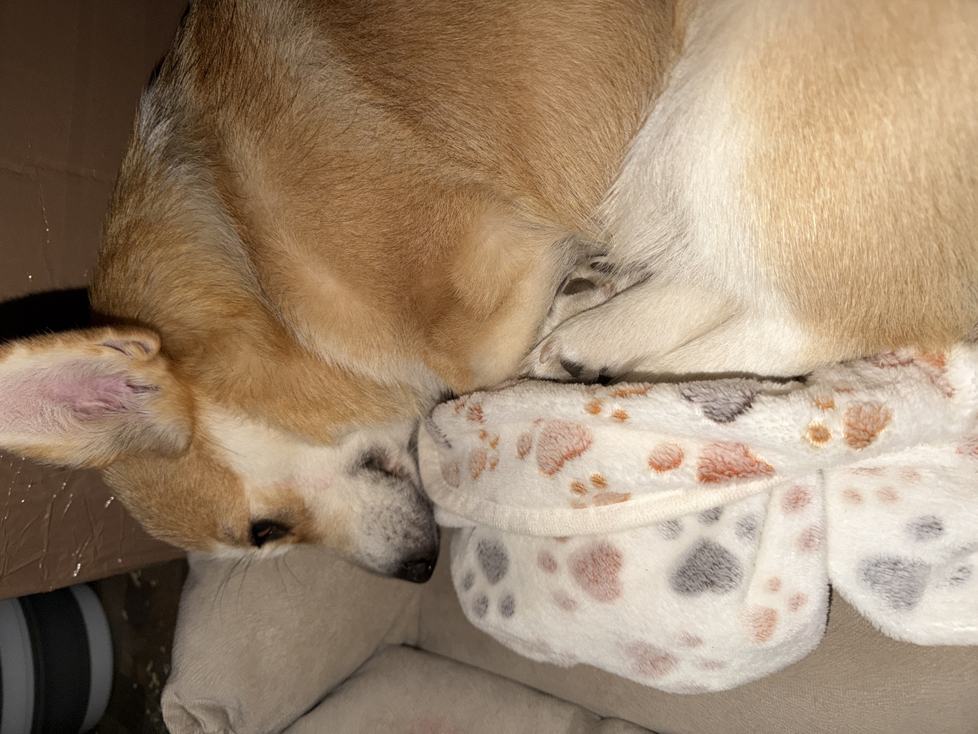 A tan and white Pembroke Welsh Corgi dog is asleep in a bed with a white, paw-print patterned blanket. The dog is curled up, its head resting on the blanket. The photo was taken indoors. It is impossible to confirm its location as Chaikovsky, Russia.
