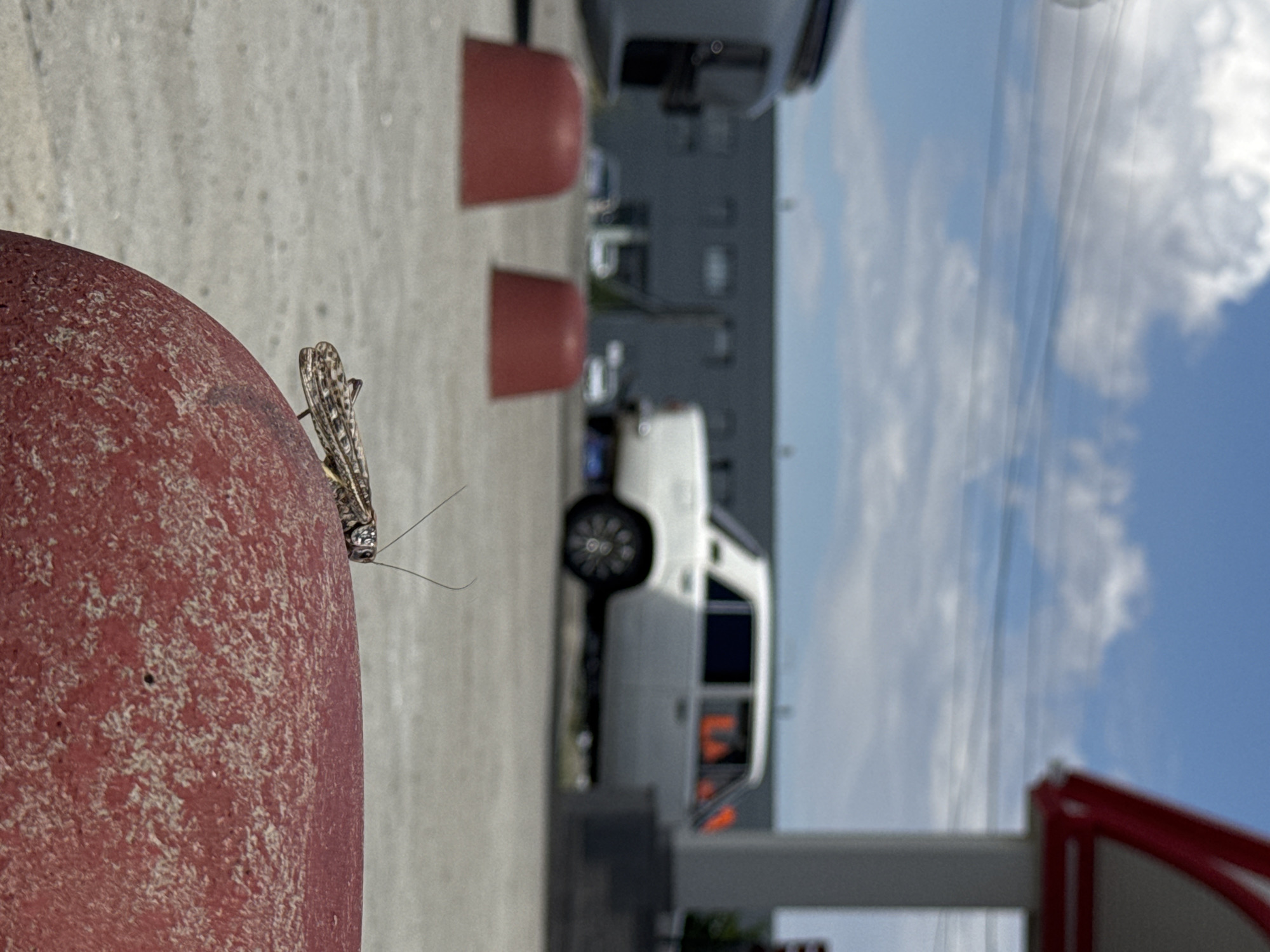 The image shows a close-up of an insect on a red, textured cylindrical object. The insect has patterned wings and long antennae. In the background, out of focus, is a white van and other structures. The sky is visible with white clouds. The image is oriented vertically with the insect and red object on the left. The scene appears to be outdoors, possibly in an urban or industrial setting, given the van and buildings. The lighting suggests it is daytime. There are no people or discernible text in the image.