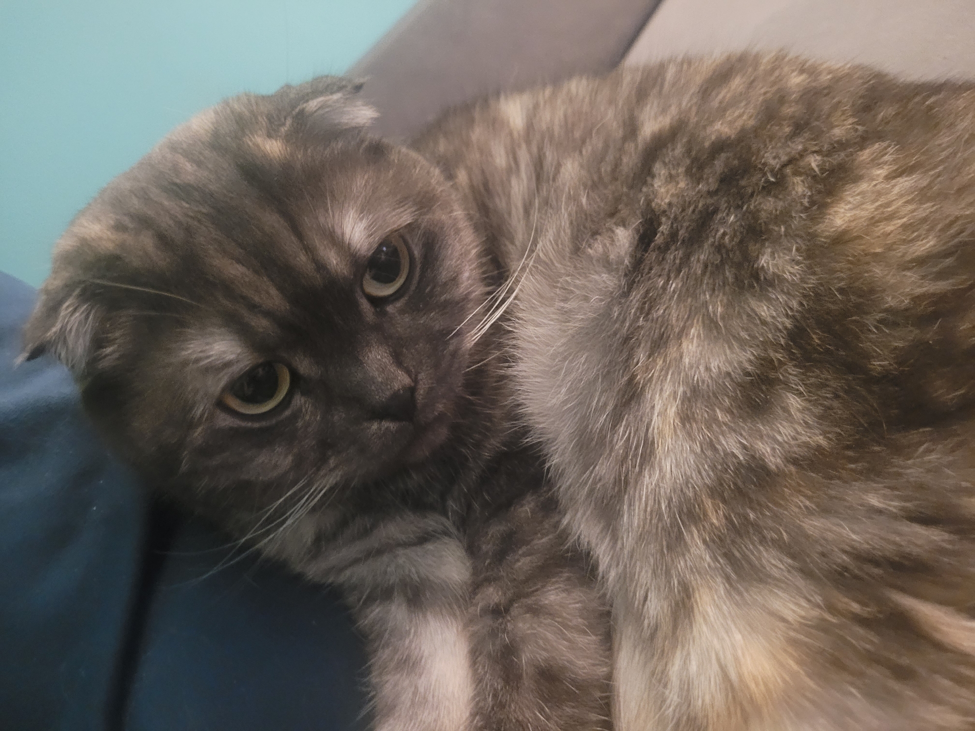 A close-up shot features a grey and tan Scottish Fold cat resting on a blue surface. The cat's face is turned slightly to the left, with its golden eyes visible. The background consists of a light blue wall or surface. There is no indication of the city of Izhevsk, Russia.