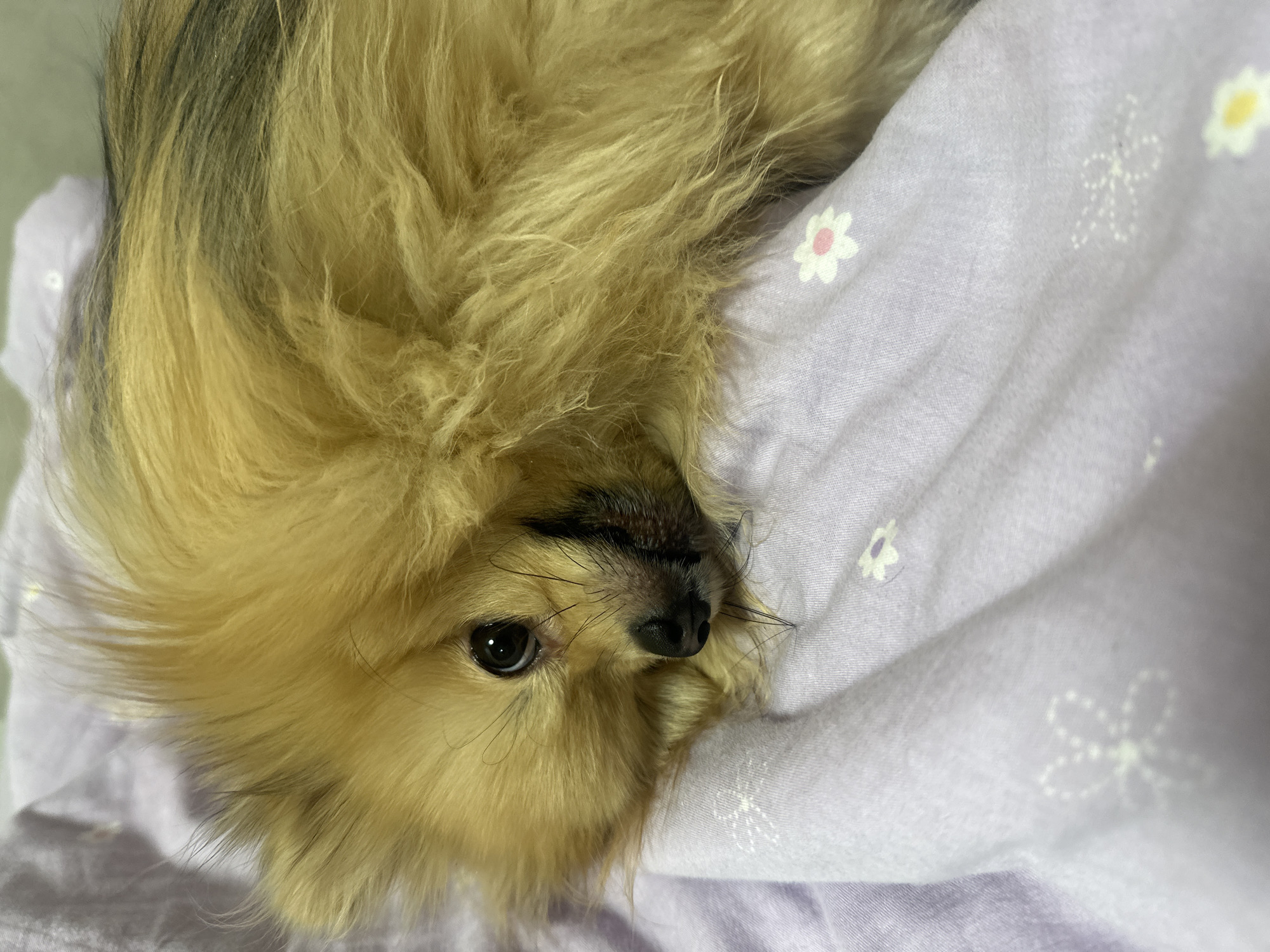 A close-up, top-down shot depicts a Pomeranian dog nestled in light purple bedding patterned with white floral designs. The dog's face is prominent, featuring dark eyes, a shiny black nose, and long whiskers. Its fur is a mix of light brown and blonde. The bedding is crumpled and appears soft. The location is unknown and cannot be determined from the image.