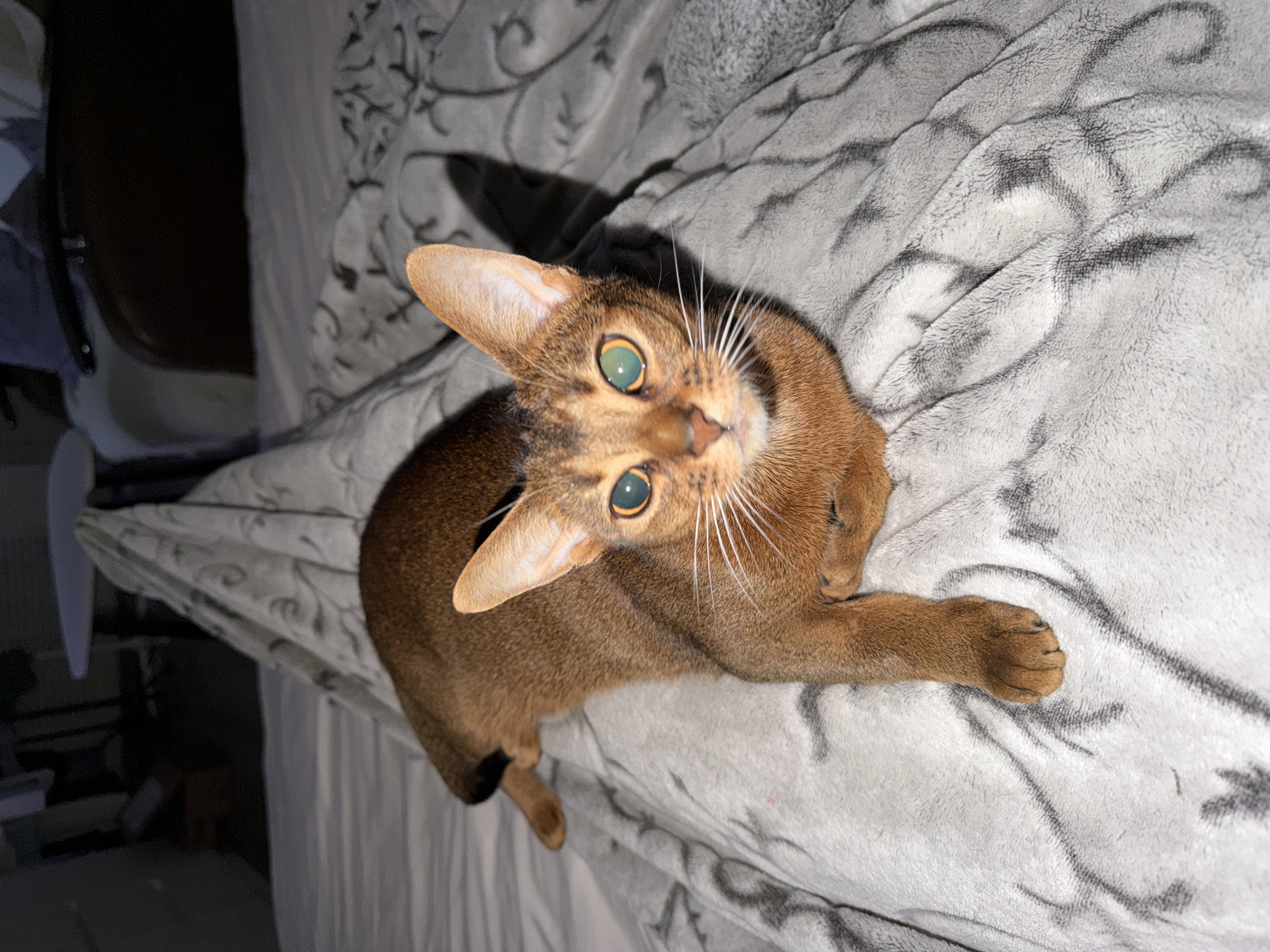 A brown Abyssinian cat is lying on a gray blanket with a black swirl pattern. The cat is facing upward toward the viewer with wide green eyes and white whiskers. The cat is lying on a bed with a white headboard. The left side of the image is dark and blurry, showing part of a dark-colored chair or other furniture. The setting is a room interior; there is no information available to confirm that this image was taken in Kazan, Russia.