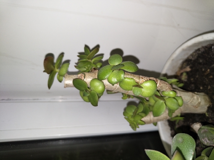 A jade plant's thick, horizontal stem sits in a white pot filled with dark soil. Plump, glossy green leaves sprout along the stem, casting shadows on the white surface below. Some leaves have tinges of red. The plant appears to be in a well-lit indoor location.