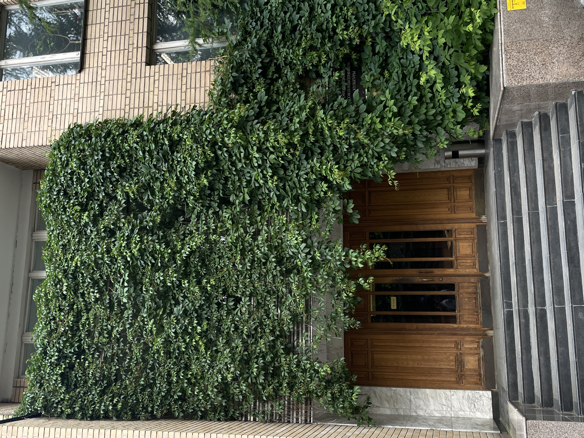The image shows the entrance to a building in Moscow, Russia, characterized by lush green ivy covering a significant portion of the facade. The ivy cascades down from above, partially obscuring the upper windows and creating a natural, overgrown aesthetic. The entrance features a set of wooden double doors with glass panels. Above the doors, there's a white horizontal structure. A set of dark gray, stone steps leads up to the entrance. The building's exterior is constructed with light-colored brickwork, interspersed with white marble accents around the doorway. To the right of the entrance, a sign is visible on the ivy-covered wall with text in Cyrillic, indicating "ОФИС ДЛЯ СОЮЗ РАБОТНИКОВ КУЛЬТУРЫ" (Office for the Union of Cultural Workers). A modern stainless steel trash receptacle is positioned to the left of the doors. The overall scene depicts an urban building entrance with a strong natural element introduced by the extensive vine growth.