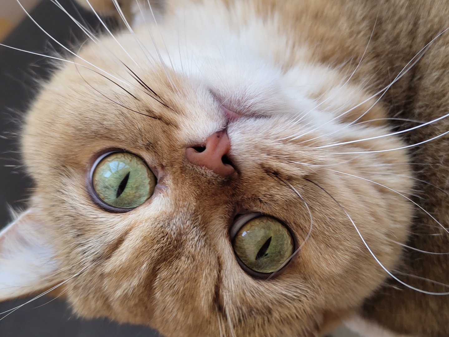 A close-up, eye-level shot focuses on the face of a ginger cat with striking green eyes. The cat's fur is a mix of golden brown and white, with distinct stripes visible on its forehead and cheeks. Its large, round eyes have vertical black pupils and reflect light, giving them a glassy appearance. The cat's nose is a soft pink, and its white whiskers are long and prominent, fanning out from its muzzle. The background is dark and out of focus, suggesting the cat is indoors or in a dimly lit environment. There is no discernible connection to Krasnodar, Russia, or any urban setting.