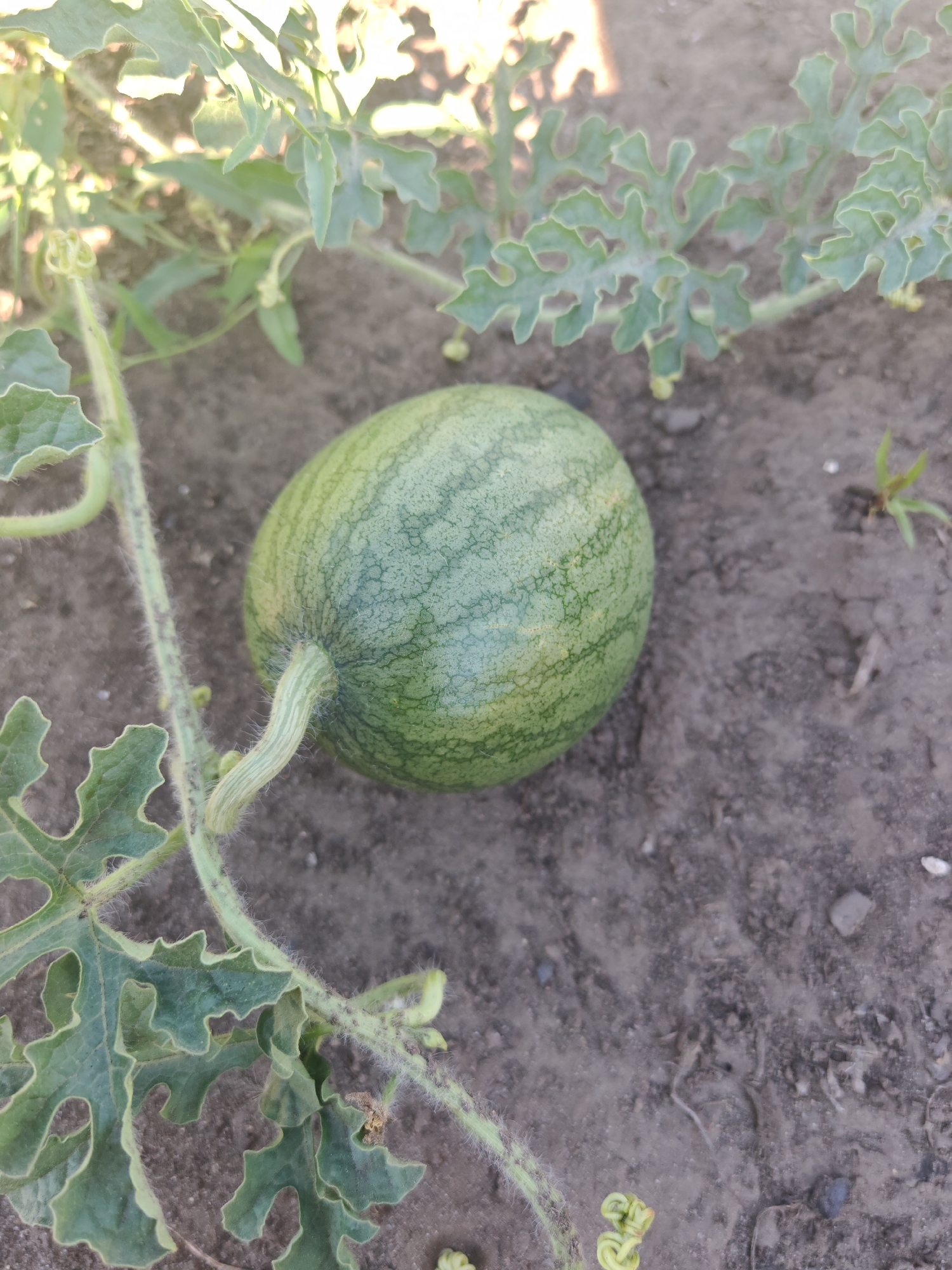 A young, green watermelon is growing on a vine in the soil, with its leaves and tendrils visible. The scene is set in a garden in Chernakovo, Russia. The lighting suggests it is daytime, possibly morning or late afternoon, with sunlight filtering through the foliage. The soil is dry and dark, with small pebbles and a few blades of grass scattered around. No people are present in the image.