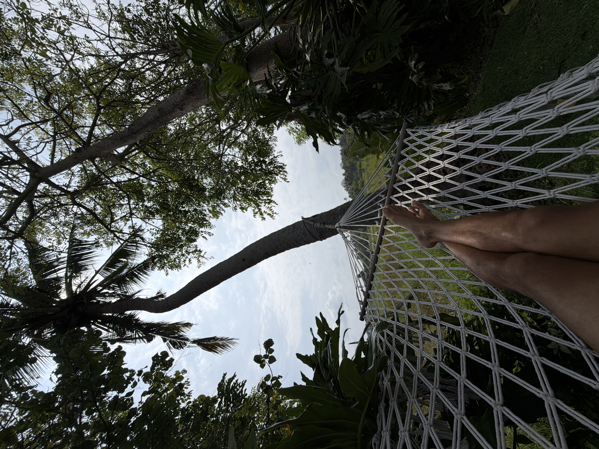 The image depicts a first-person perspective from a white knotted rope hammock in Belalang, Indonesia. The lower half of the frame shows the bare legs of an individual, bent at the knees, resting within the hammock's netting. The skin tone of the legs is medium brown. The hammock is strung between large trees. A prominent, curved coconut palm tree with visible fronds rises diagonally on the left, partially silhouetted against the sky. To the right, a second large tree with a thick, straight trunk and dense canopy is present. Lush green tropical foliage, including plants with large leaves, surrounds the foreground and mid-ground. Beyond the immediate vegetation, a bright green field, consistent with a rice paddy, is visible towards the right mid-ground, with distant green hills on the horizon. The sky overhead is partly cloudy, featuring scattered white cumulus clouds against a light blue background, indicating daylight.