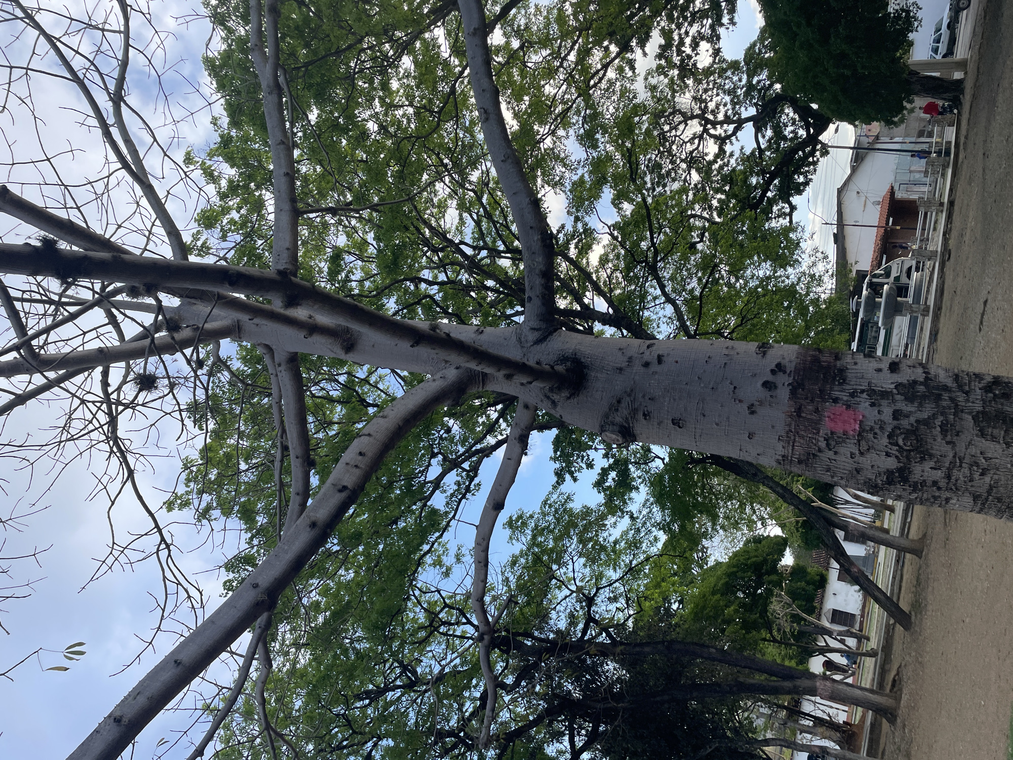 An outdoor, ground-level, medium shot captures a large, light-gray tree with a thick trunk and extensive branches, some of which are bare while others are covered in lush green leaves. The tree dominates the frame, positioned centrally and extending towards the top of the image. Its textured bark is visible, showing dark spots and a pink marking on the lower portion of the trunk.
Behind the main tree, a dense canopy of green foliage from other trees forms a vibrant backdrop. Glimpses of a bright blue sky with scattered white clouds peek through the branches.
In the background, the scene transitions to a more urban setting. A white building with a red-tiled roof is visible, partially obscured by trees. A white bus with green accents is parked near the building, and a few people are present: one individual wearing red, standing near a motorcycle, and others scattered in the distance, including a person in blue walking near the building. The ground in the foreground appears to be a mixture of dirt and gravel, with some fallen leaves. The overall lighting suggests it is daytime, possibly late afternoon, given the soft light and shadows.