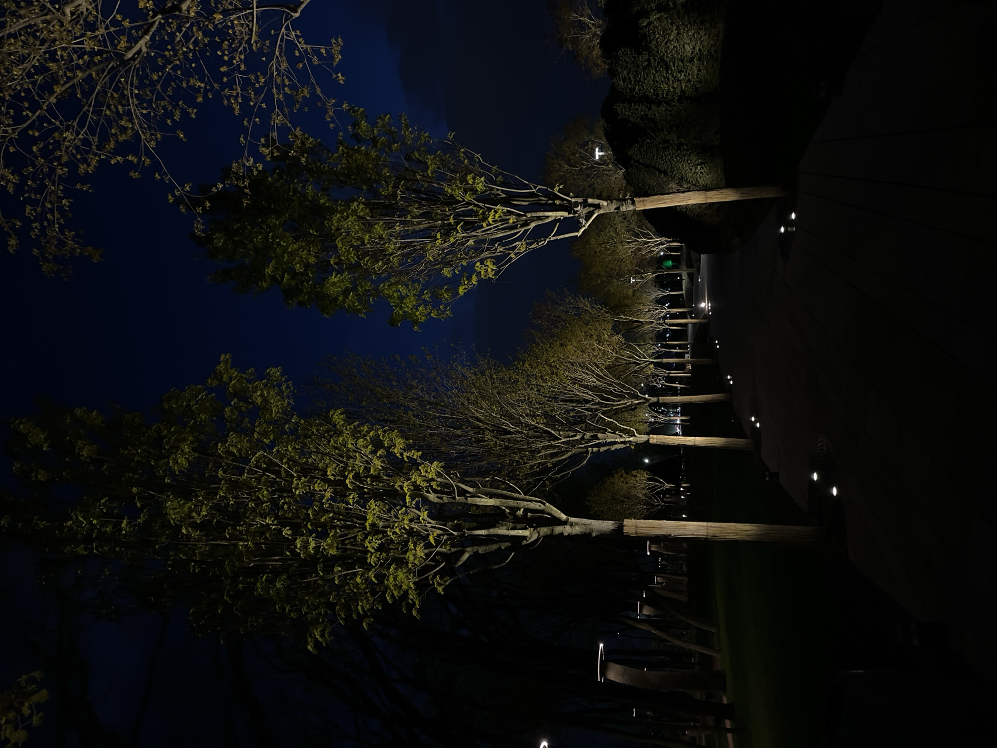 The image shows a nighttime scene in a park in Krasnodar, Russia. A row of trees line a walkway that is illuminated by small, ground-level lights. The trees have been pruned to have a uniform height and shape. The sky is dark blue, and some clouds are visible. The lighting is dim, but the trees and walkway are clearly visible.