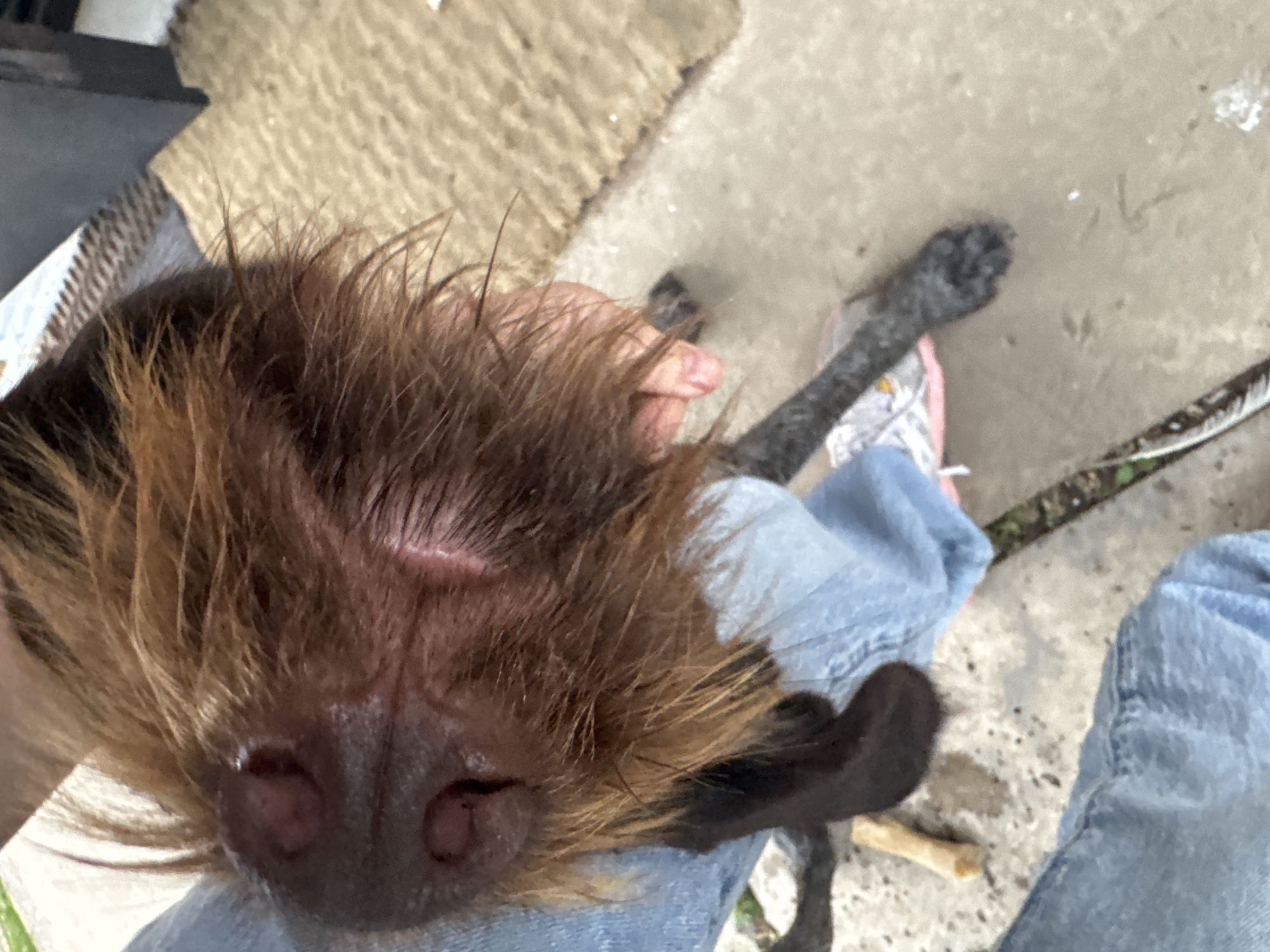 A close-up, overhead shot shows the face of a brown dog, its fur disheveled and covering its eyes. The dog is lying down, with its head resting on a person's lap, who is wearing light blue jeans. The dog's nose is visible, with two nostrils and some pinkish skin around them. A small, light-colored bone chew toy is partially visible on the ground next to the dog. The background shows a beige, textured mat and a concrete surface, suggesting an outdoor or patio setting. The image does not provide any information about the location being Ptichnik, Russia.