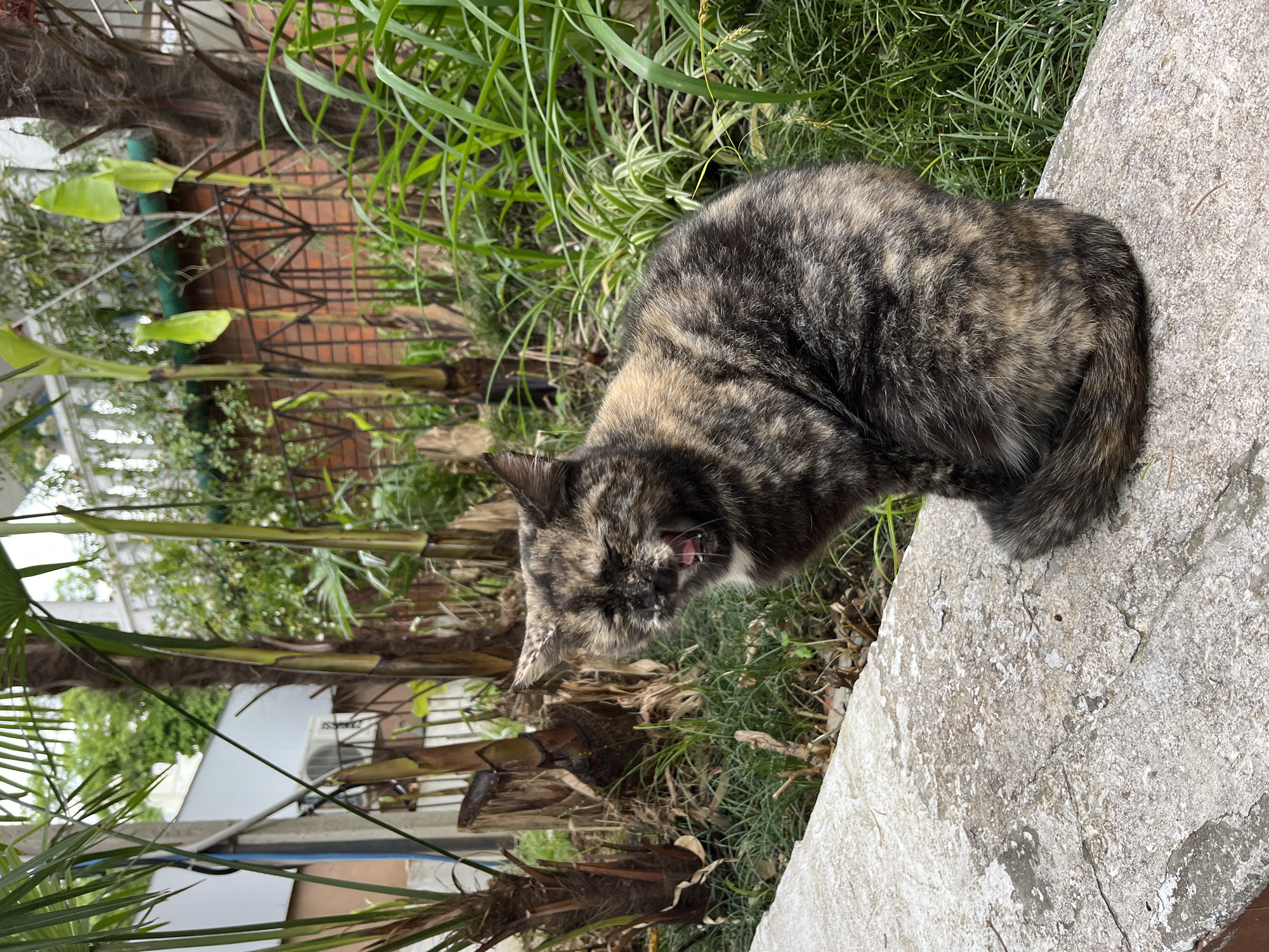A tortoiseshell cat sits on a weathered concrete ledge in Sochi, Russia. The cat's head is lowered and its mouth is open in a yawn or vocalization. The background includes lush green grass, various plants and palm trees, and glimpses of buildings, possibly residential structures, along with metal fencing.