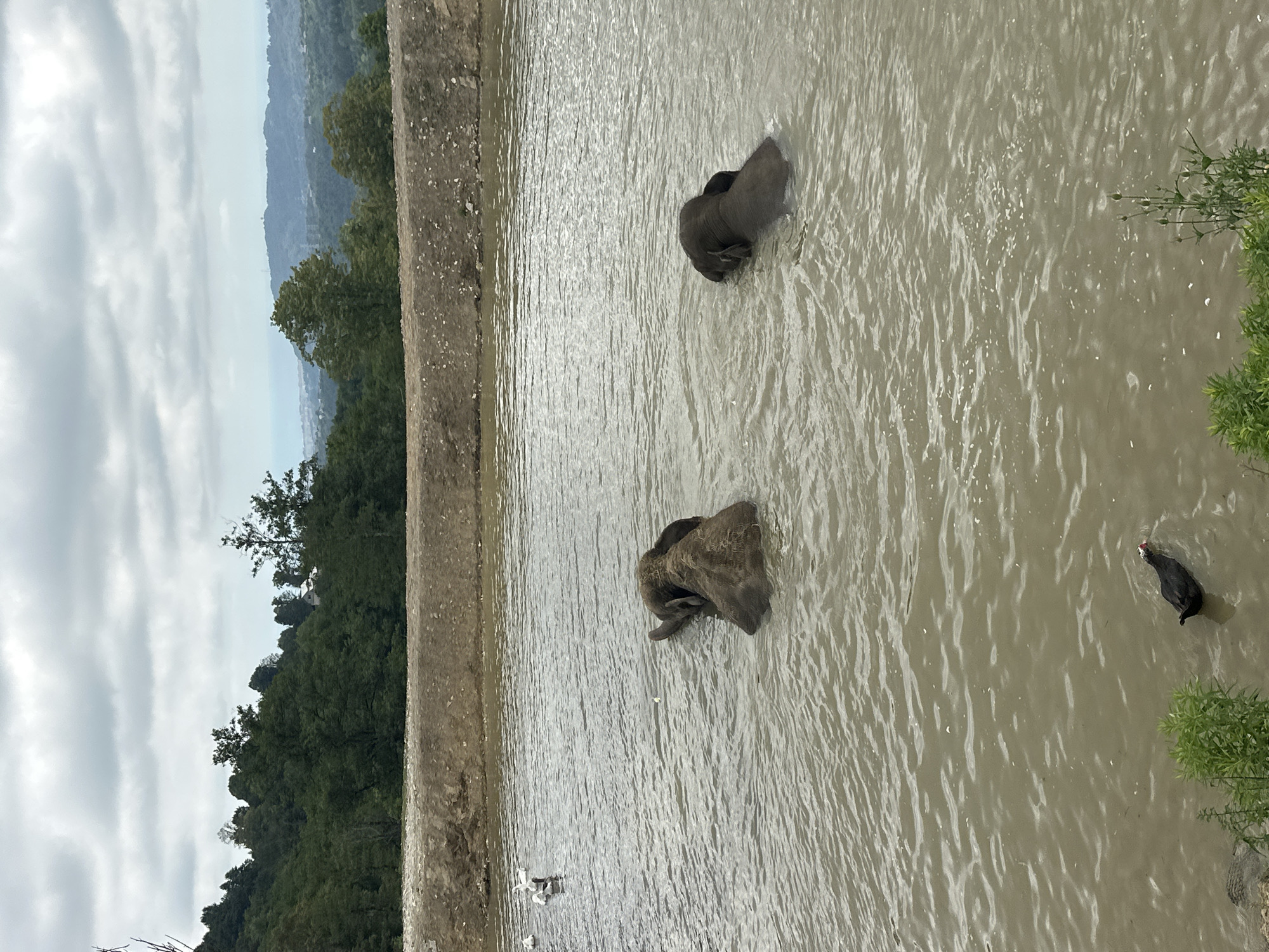 In Nizhnyaya Shilovka, Russia, two young elephants are swimming in a murky, shallow body of water. One elephant, positioned in the left portion of the frame, is partially submerged with its back and head visible. The other elephant, located to the right, is also swimming, with its head and trunk submerged. In the background, a dirt embankment lines the water's edge, backed by a dense forest. A few white birds are visible on the left side of the water, near the embankment. A single dark-colored duck with a white beak swims in the foreground, to the left of the center. The sky above is overcast with clouds, and a distant landscape of rolling hills and trees can be seen under the cloudy sky.