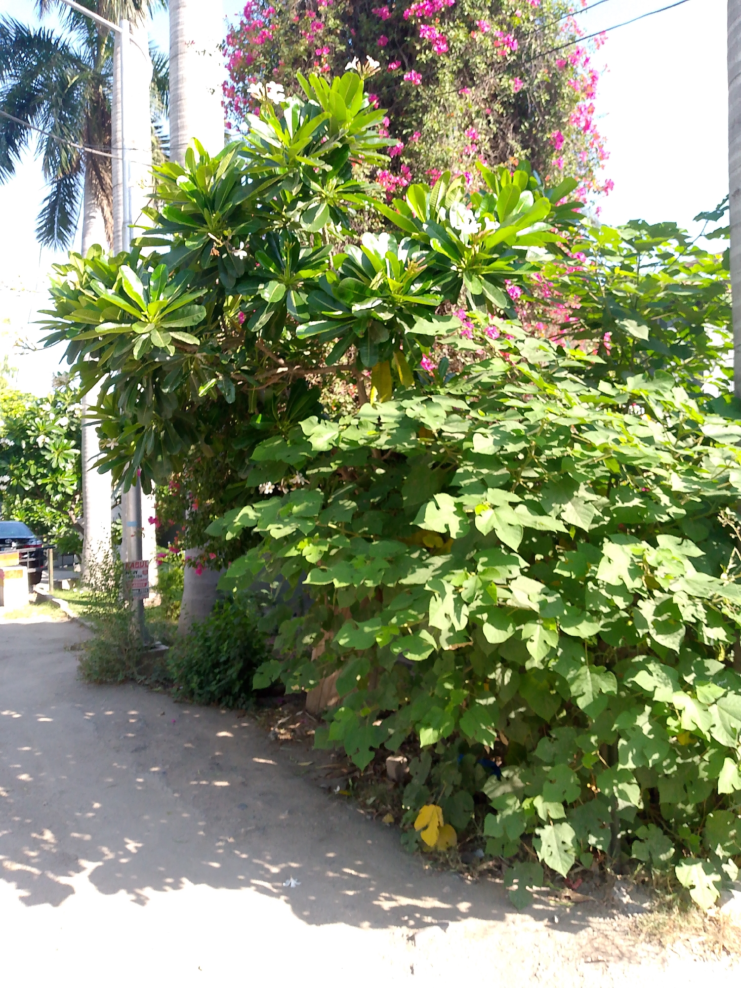 A sunny, outdoor scene features lush green foliage from several trees and plants. In the foreground, a paved path is visible with dappled sunlight and shadows cast by the trees. To the left, a dark-colored vehicle is parked on the side of the path. Behind the foliage, tall palm trees and a building with pink flowers are partially visible. The overall impression is a vibrant, natural environment within a city setting.