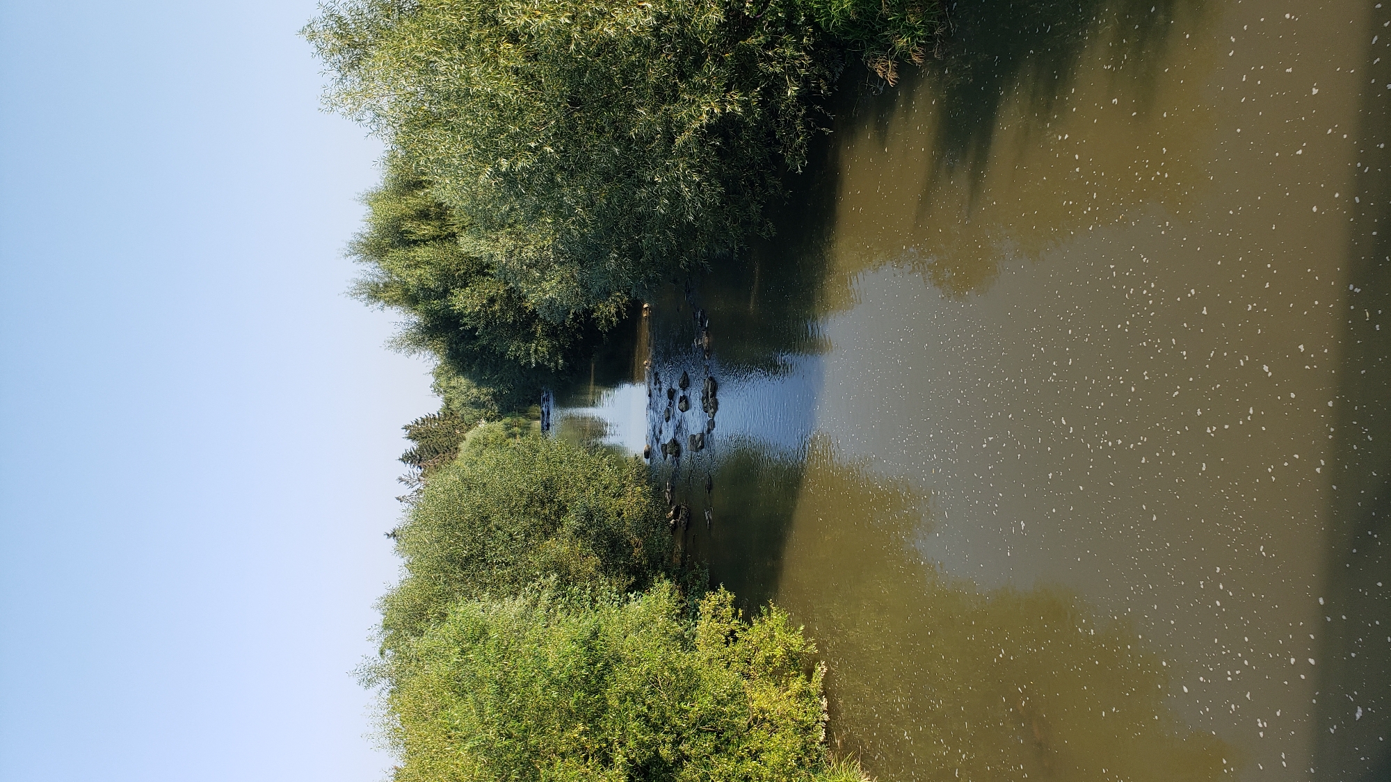 The image depicts a wide river flowing through a natural environment. The water appears murky brown with scattered white foam on its surface. Large, lush green trees line both banks of the river, their branches reaching towards the water. In the mid-ground, several rocks are visible, breaking the surface of the water, suggesting a shallow or rocky section of the riverbed. The sky above is a clear, pale blue. In the distance, the river continues to flow, framed by more trees. The scene is peaceful and appears to be an outdoor natural setting, potentially a park or a forested area within the city of Prešov, Slovakia. There are no people or man-made structures immediately visible in the frame.