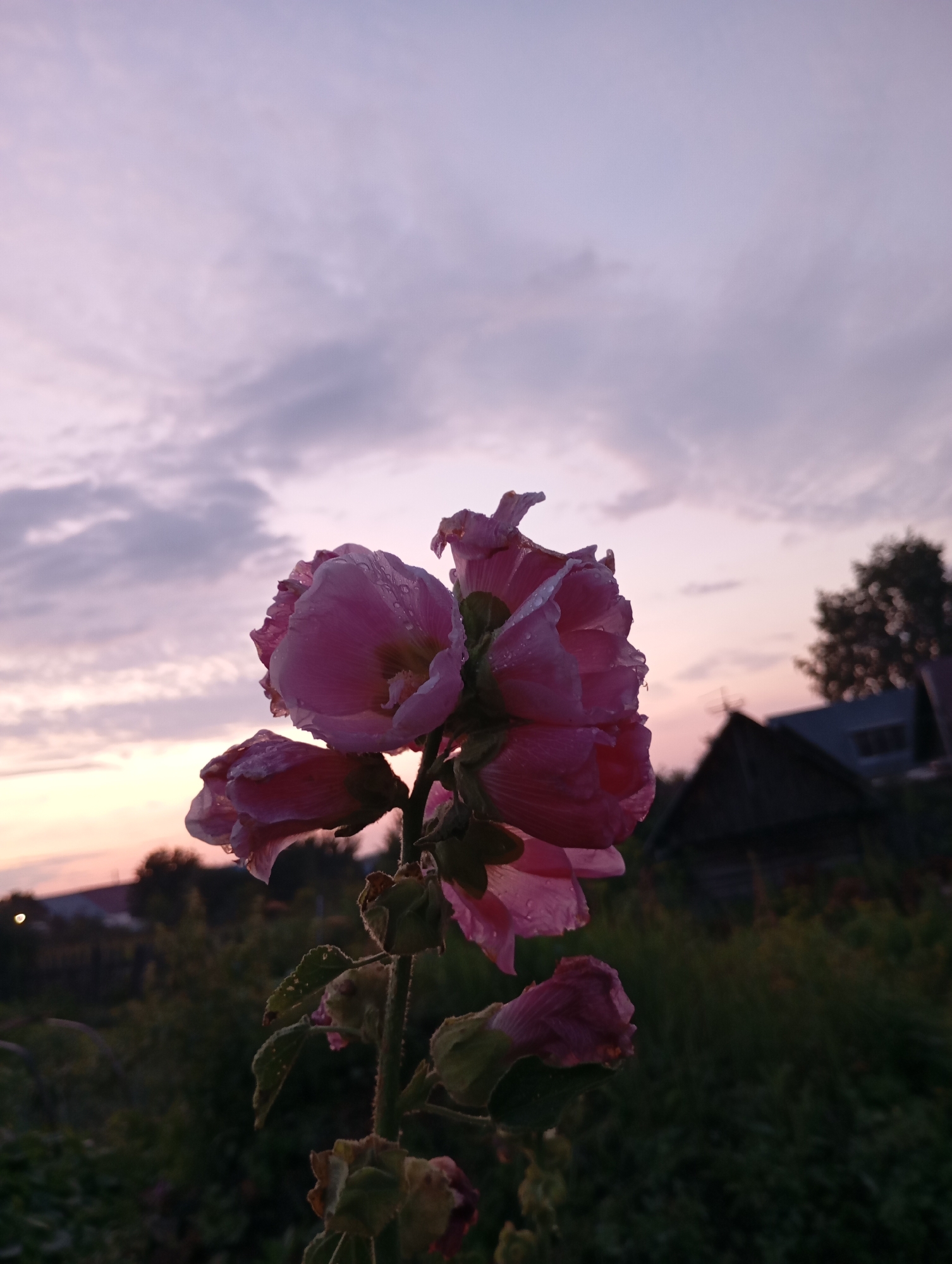 The image depicts a close-up view of pink hollyhock flowers against a dusky sky. The flowers are wet, suggesting recent rain or dew. In the background, a rural scene is visible, with dark silhouettes of trees and a building, likely a house or shed, with a dark roof. The overall lighting suggests either sunrise or sunset. The location is stated to be Фоки, Russia, indicating a rural or semi-rural setting within that area. No people or specific actions are depicted.
