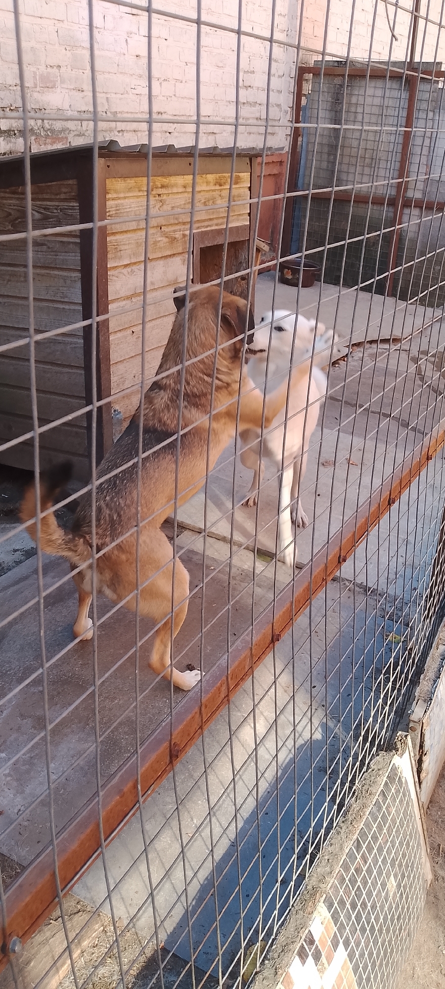Two dogs are inside a wire enclosure, likely an outdoor kennel or dog run. A medium-sized, brown and tan dog is standing on its hind legs, facing a smaller, white dog. The brown dog's front paws are on the white dog's chest or shoulders. The white dog is also standing on its hind legs, facing the brown dog. They appear to be interacting playfully, possibly wrestling or sparring. The enclosure has a wooden floor and a structure that resembles a doghouse or shelter in the background. A brick wall is visible behind the shelter. The scene appears to be outdoors, in daylight, with shadows cast on the ground. The overall setting is functional and utilitarian, suggesting an animal shelter or a private residence with a dedicated dog area. The location is identified as Belgorod, Russia.