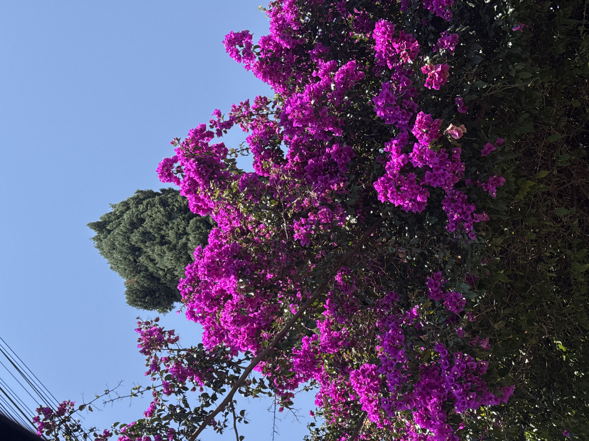 The image shows a view of vibrant purple bougainvillea flowers against a clear blue sky. A dark green, cylindrical tree is visible on the left side of the image. In the bottom left corner, there are glimpses of utility wires against the sky. Based on the provided location of San Bernardino Tlaxcalancingo, Mexico, the image likely captures the local flora within an urban setting.