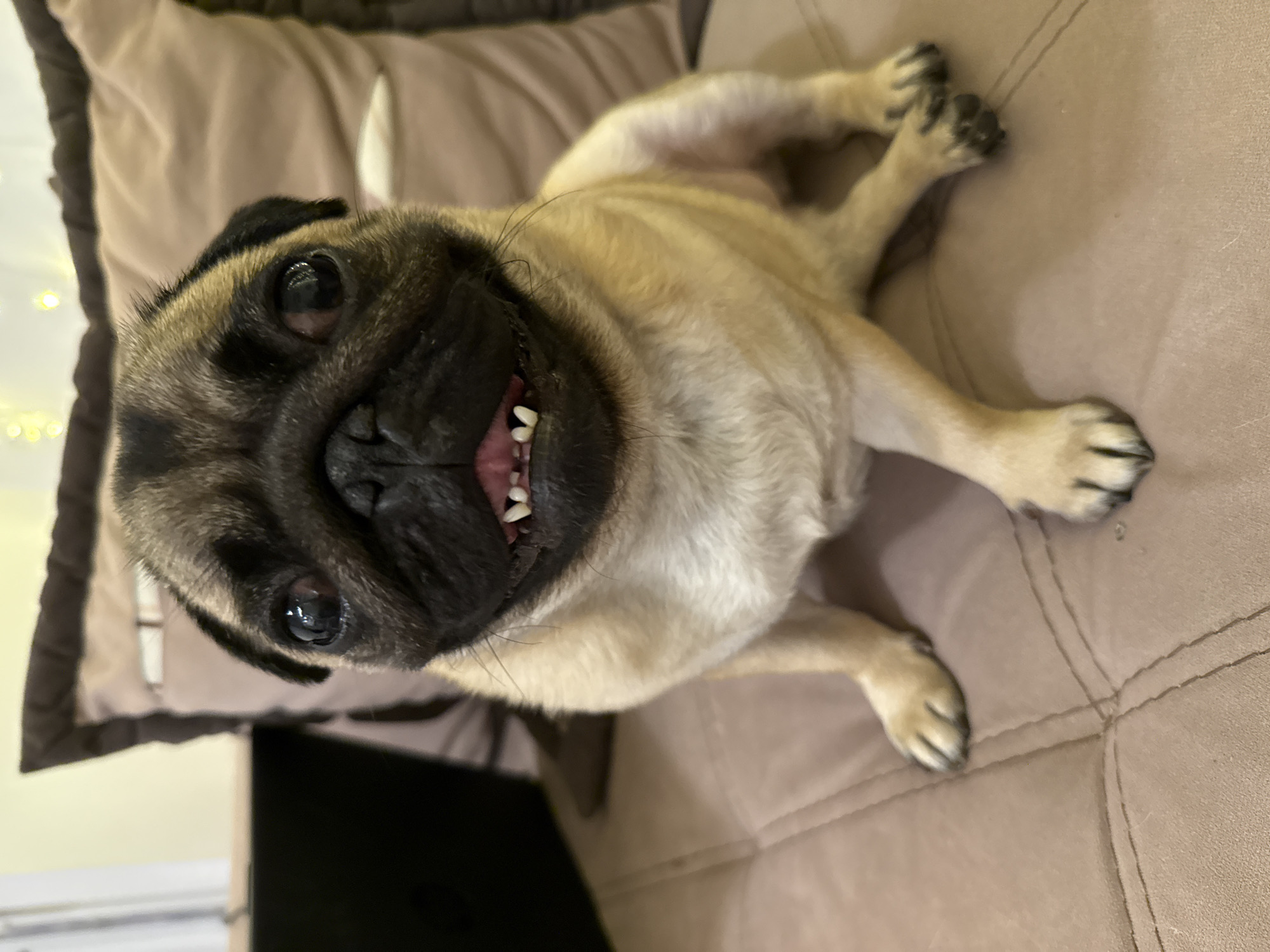A pug dog is sitting on a sofa and looking at the camera. The dog is tan and fawn with a black muzzle and ears. Its mouth is open, showing its teeth. The sofa is a light brown color and has stitching on it. In the background, there is a pillow and some lights.