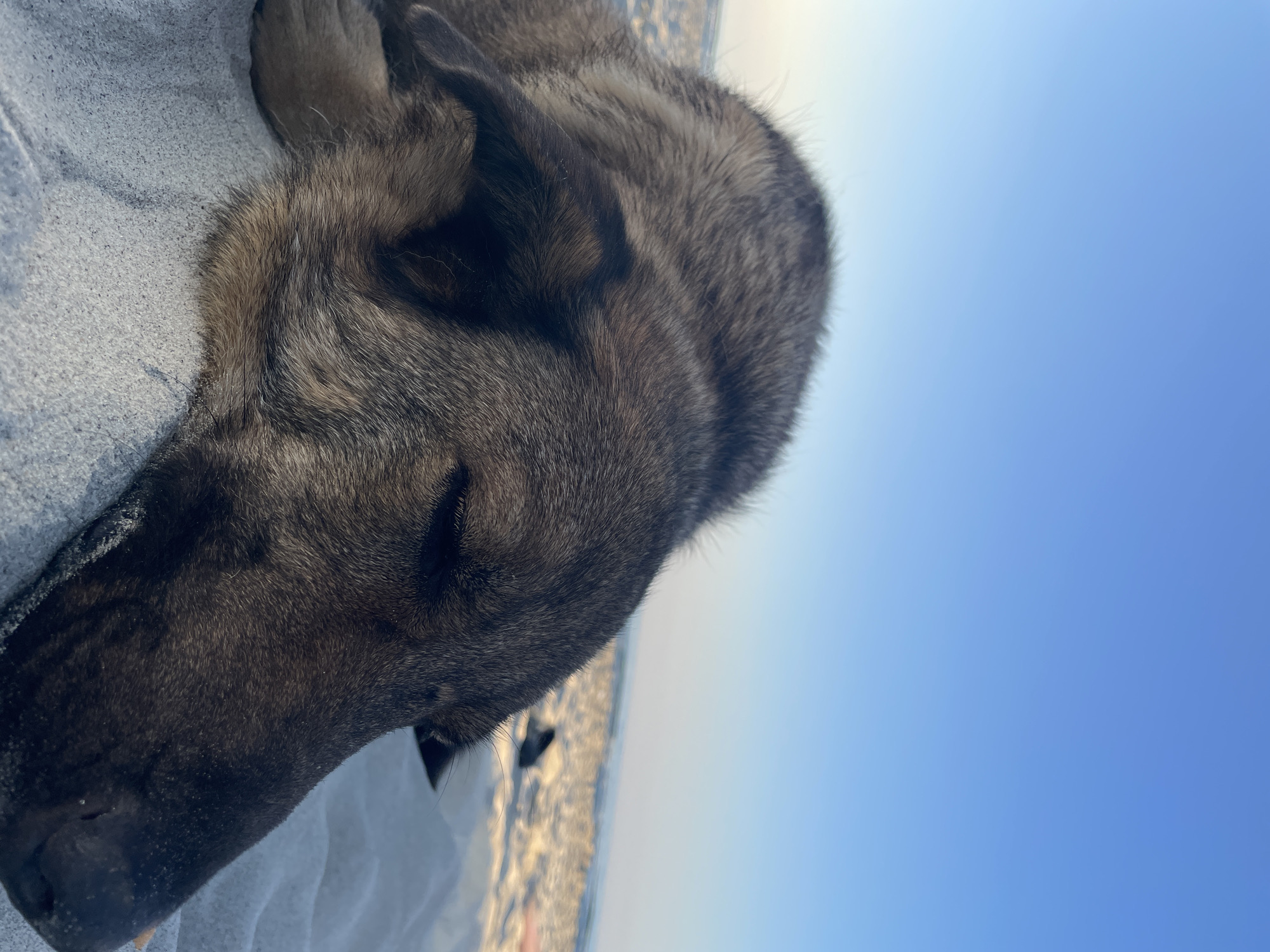 A close-up shot shows a dog sleeping on a sandy beach with the ocean and sky in the background. The dog's head is resting on the sand, and its eyes are closed. The fur is a mix of brown and black. The sand is light in color and appears soft. The ocean water is visible in the distance, and the sky is a clear, bright blue. The location is not specified in the city of Unknown, Greece.