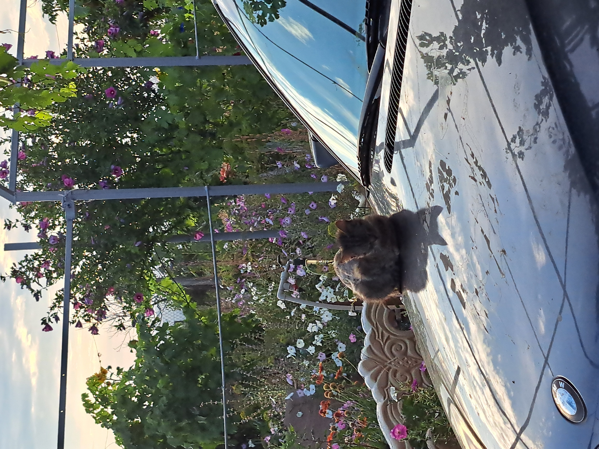A fluffy, dark-colored cat is curled up on the hood of a car. The cat is positioned in the center-left of the frame, facing away from the viewer. The car hood is dark gray and reflects the sky and surrounding greenery. In the background, there is a garden filled with various flowers in shades of pink, white, and orange. Behind the garden, a metal fence and some trees can be seen, with a pale sky overhead. The scene appears to be outdoors, possibly in a residential yard. The location is Vypasne, Ukraine.