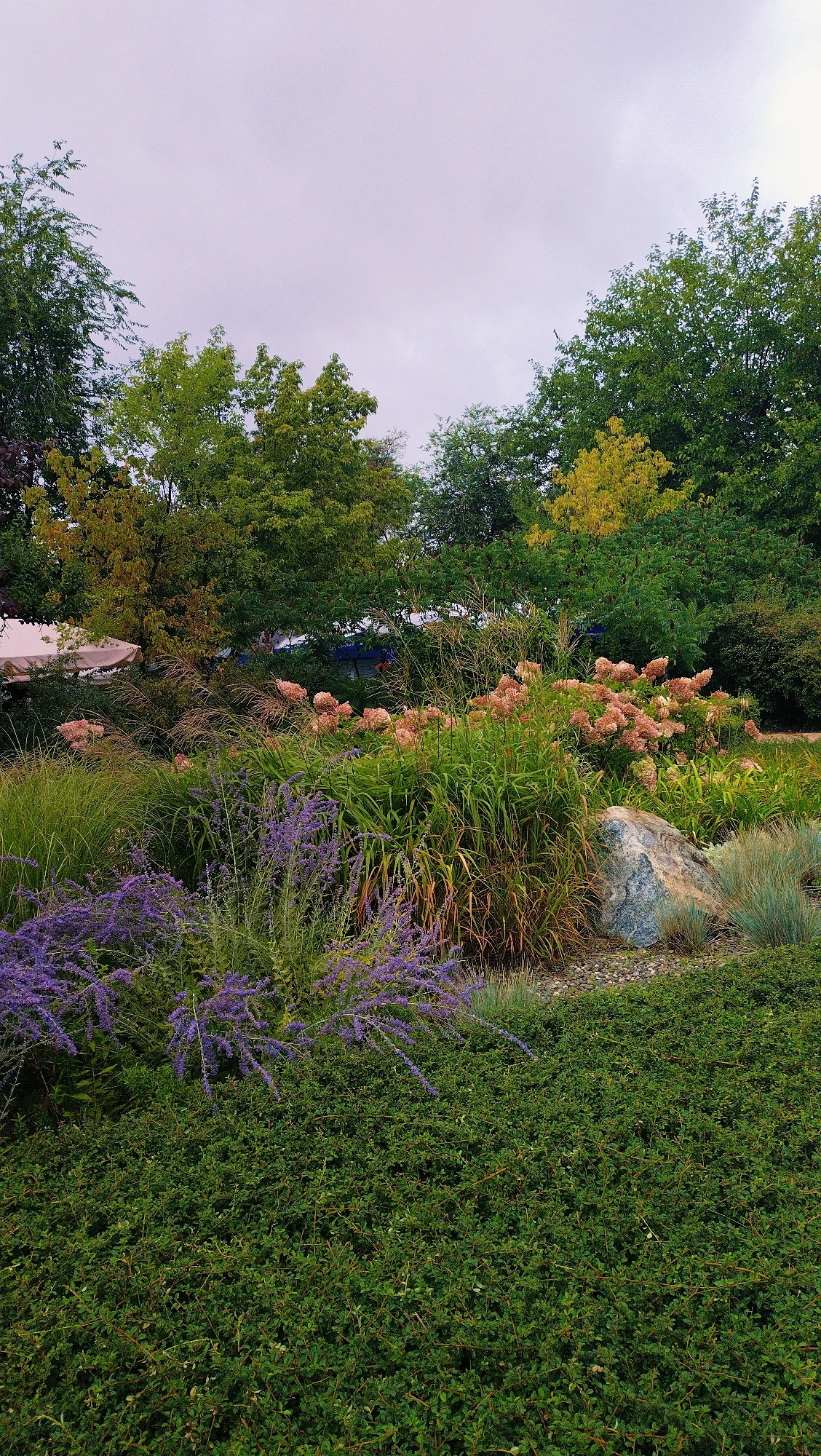 A garden scene features a variety of plants, including a low, dense green shrub in the foreground. Behind this, a cluster of delicate purple flowers cascades down from above, with taller, grass-like plants and bushy green foliage behind them. Further back, a large rock is nestled amongst more greenery, and in the distance, trees with green and yellowing leaves frame the scene under a pale, overcast sky. There are no people visible in the image. The location is the city of Horishni Plavni, Ukraine.