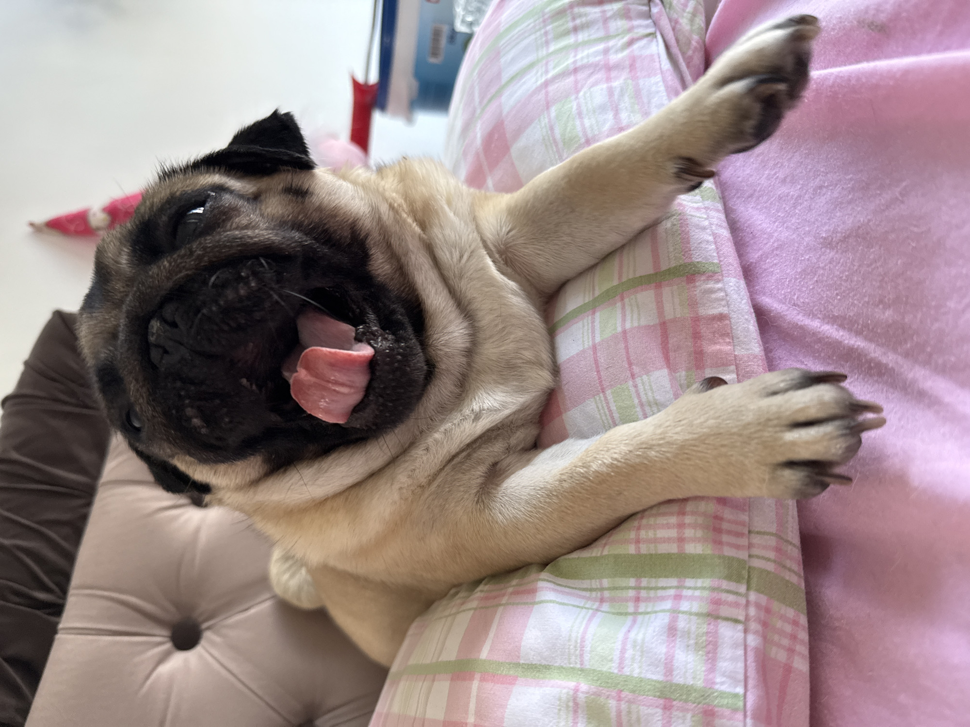 A pug yawns with its tongue hanging out while lying on a pink and green plaid pillow. The pug's paws are extended forward, and its face is close to the camera. In the background, a tufted headboard and a white wall are visible. A small pink party hat is perched on the pug's head. The scene appears to be indoors, likely in a bedroom.