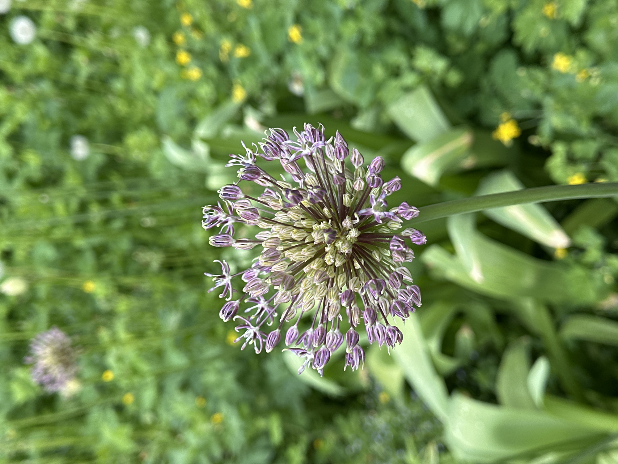 The image shows a close-up, overhead shot of a purple allium flower head in full bloom. The flower is composed of many individual florets, some of which are open and displaying their petals and stamen, while others are still tightly closed buds. The flower head sits atop a green stalk, and several broad green leaves surround the base. The background is a blur of green foliage with scattered yellow and white flowers. Based on the flower species and common garden plants, the image likely comes from an outdoor garden setting in Nizhny Novgorod, Russia. No people are visible. The flower is the primary subject. The environment consists of vegetation typical of a garden.