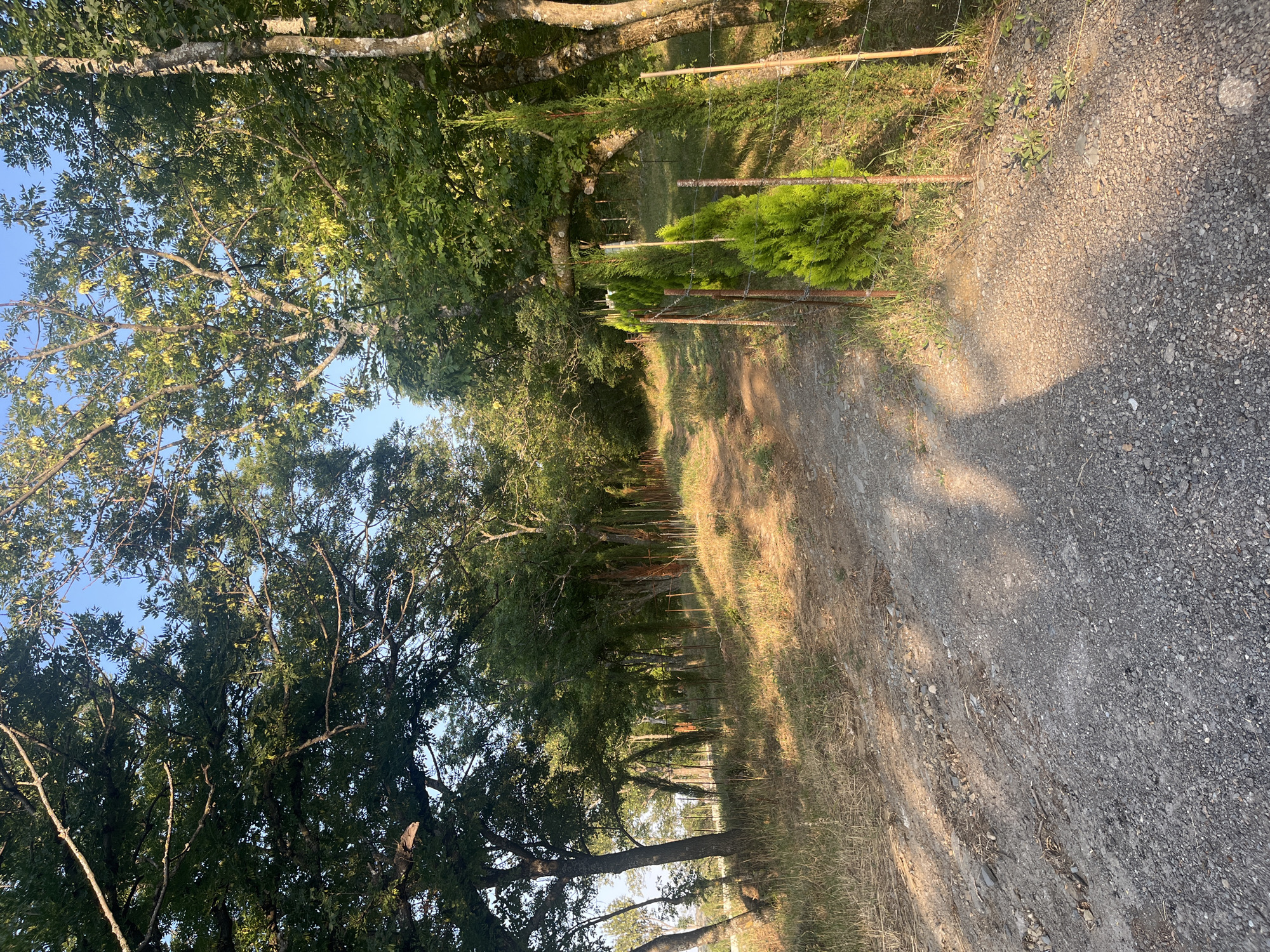 An unpaved dirt road winds through a wooded area with tall trees and green foliage. Sunlight casts dappled shadows across the road and the dry grass on either side. Along the right side of the road, a wire fence is supported by metal posts, and a row of small, conical evergreen trees is planted behind it. In the distance, the road appears to lead into a denser part of the forest. The sky above is a clear blue. The scene is likely located in a park or rural area on the outskirts of Tbilisi, Georgia, given the vegetation and terrain.