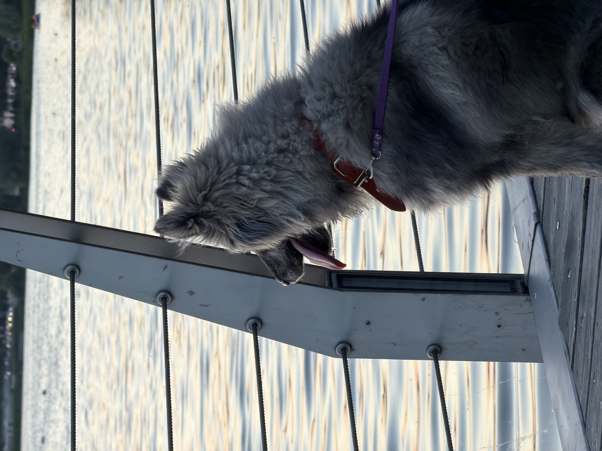 A fluffy gray dog with its tongue out is looking towards a body of water, possibly a lake or river. The dog is wearing a red collar and a purple leash. It is standing on a wooden pier with a metal railing. The water reflects the sky, creating a shimmering effect. In the background, the distant shoreline is visible with some trees and structures. This scene appears to be in Kazan, Russia, given the specific context provided.