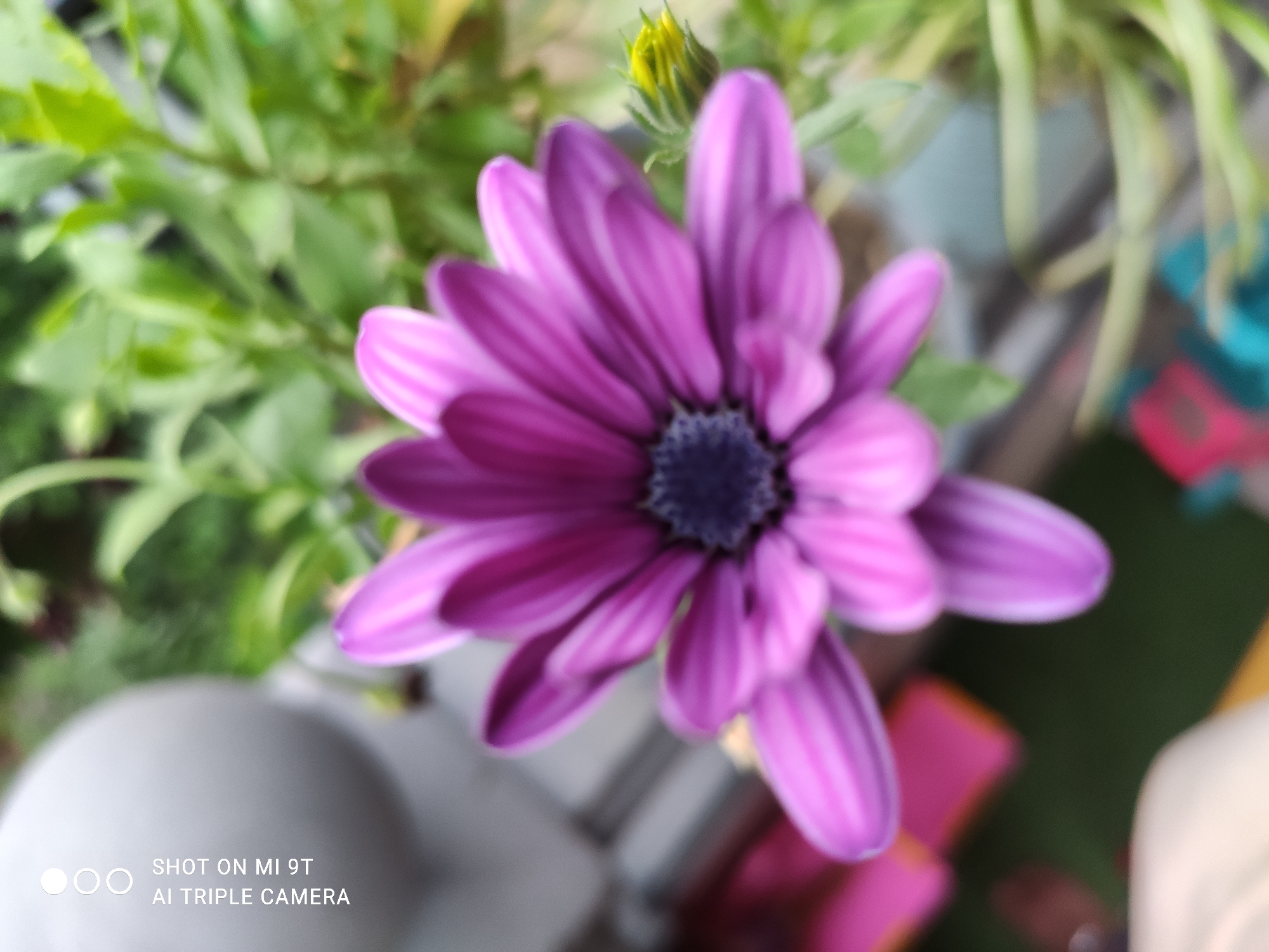 The image shows a close-up, slightly out-of-focus shot of a purple daisy with a dark center. The flower is in the foreground, with green leaves and a yellow bud visible behind it. The background is a blur of colors, including green, pink, and light blue, suggesting an outdoor setting. The bottom left corner of the image contains a watermark that reads "SHOT ON MI 9T AI TRIPLE CAMERA". There is no information in the image to indicate the location of Akçaabat, Turkey.