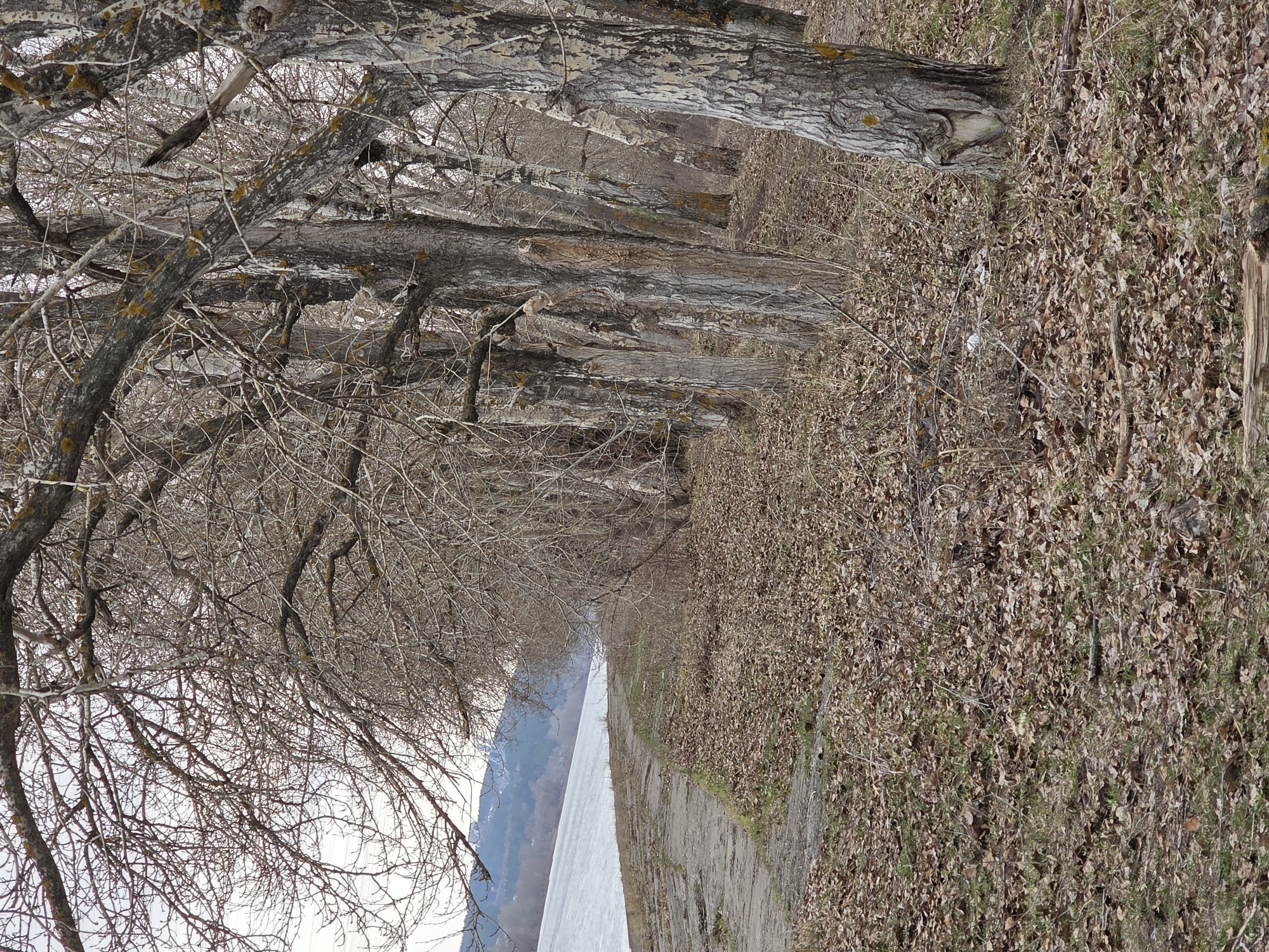 The image depicts a row of bare trees lining a path alongside a frozen body of water, possibly a river or lake. The trees are tall and mature with rough, textured bark. Their branches are intricate and without leaves. The ground is covered in dry leaves and vegetation. In the background, across the frozen water, a mountain range is visible. The scene has a muted, wintry feel, consistent with the location in Chaikovsky, Russia, which experiences cold winters. No people are present.