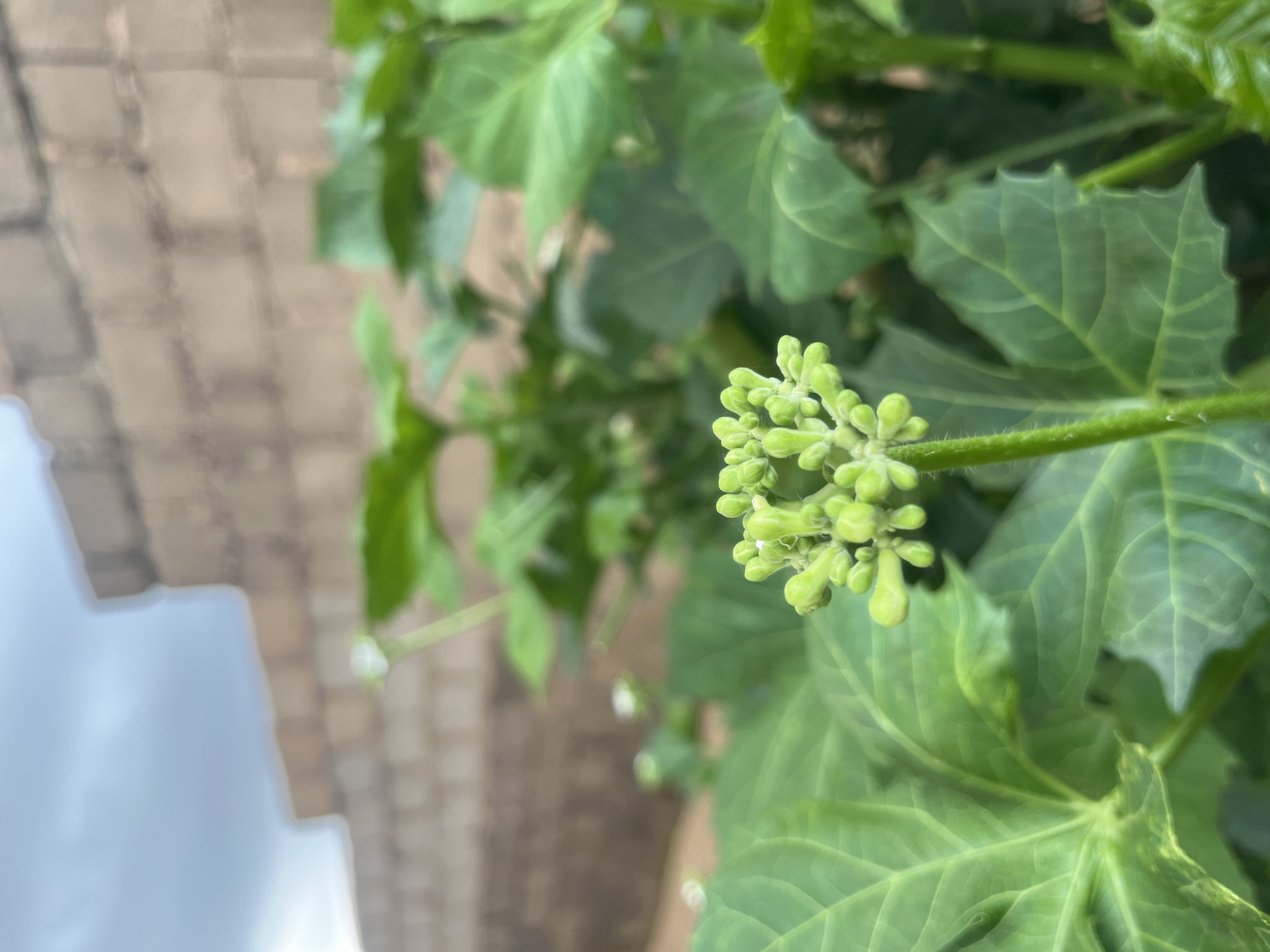 A close-up, low-angle shot shows the immature flower buds of a plant in Gura Top, Nigeria. The buds are a vibrant green and clustered together at the tip of a thin stem. Large, green leaves surround the buds, some with a slightly serrated edge. In the background, a brick wall is visible, constructed from light brown and tan bricks. The sky above is overcast, with grey clouds. The scene appears to be outdoors, possibly in a garden or yard.