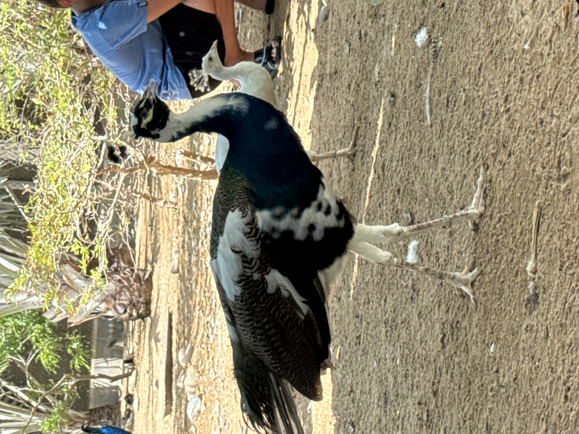 A medium shot captures a peacock with distinctive black and white plumage and a crest on its head, standing on sandy ground in what appears to be an outdoor enclosure. The peacock is positioned in the foreground, facing left. Behind it, a person in a blue shirt and dark shorts is visible, crouching. To the right of the peacock, a smaller, pale-colored peacock stands. The background features sparse vegetation, including palm-like trees, and a textured wall. The ground is sandy and scattered with small stones and debris. The lighting suggests it is daytime.