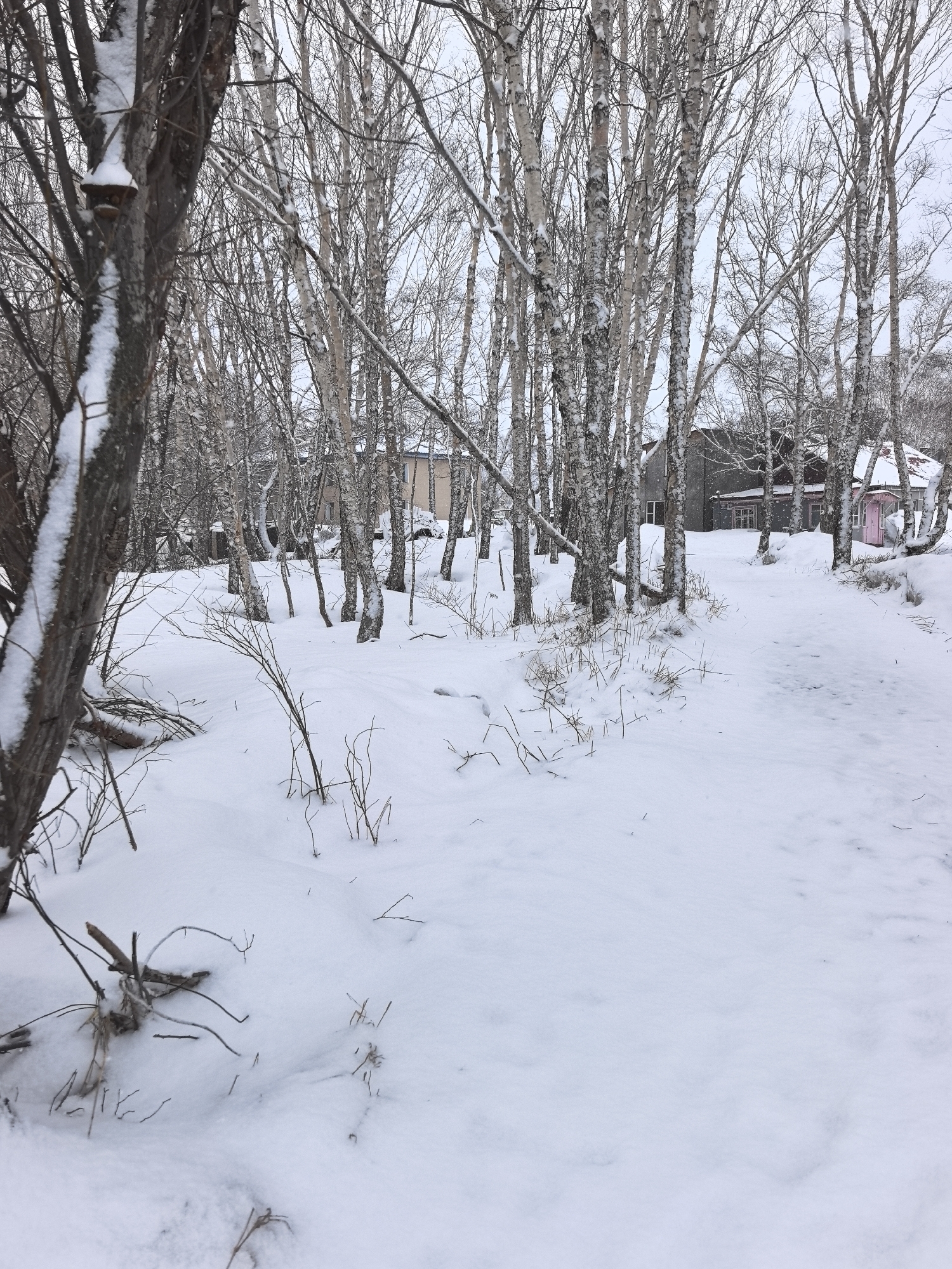 A snow-covered landscape is depicted, with a forest of bare birch trees dominating the foreground. A path leads through the snow towards a building in the background, partially obscured by the trees. The building appears to be a residential structure, with a grey exterior and a pink door. The sky is overcast, contributing to the overall wintery atmosphere. The snow covers the ground completely, hiding any vegetation beneath, save for a few sparse, bare branches sticking out from the snowpack. A tree trunk in the foreground, coated with snow, is visible on the left of the frame. This image was captured in the city of Unknown, Unknown.