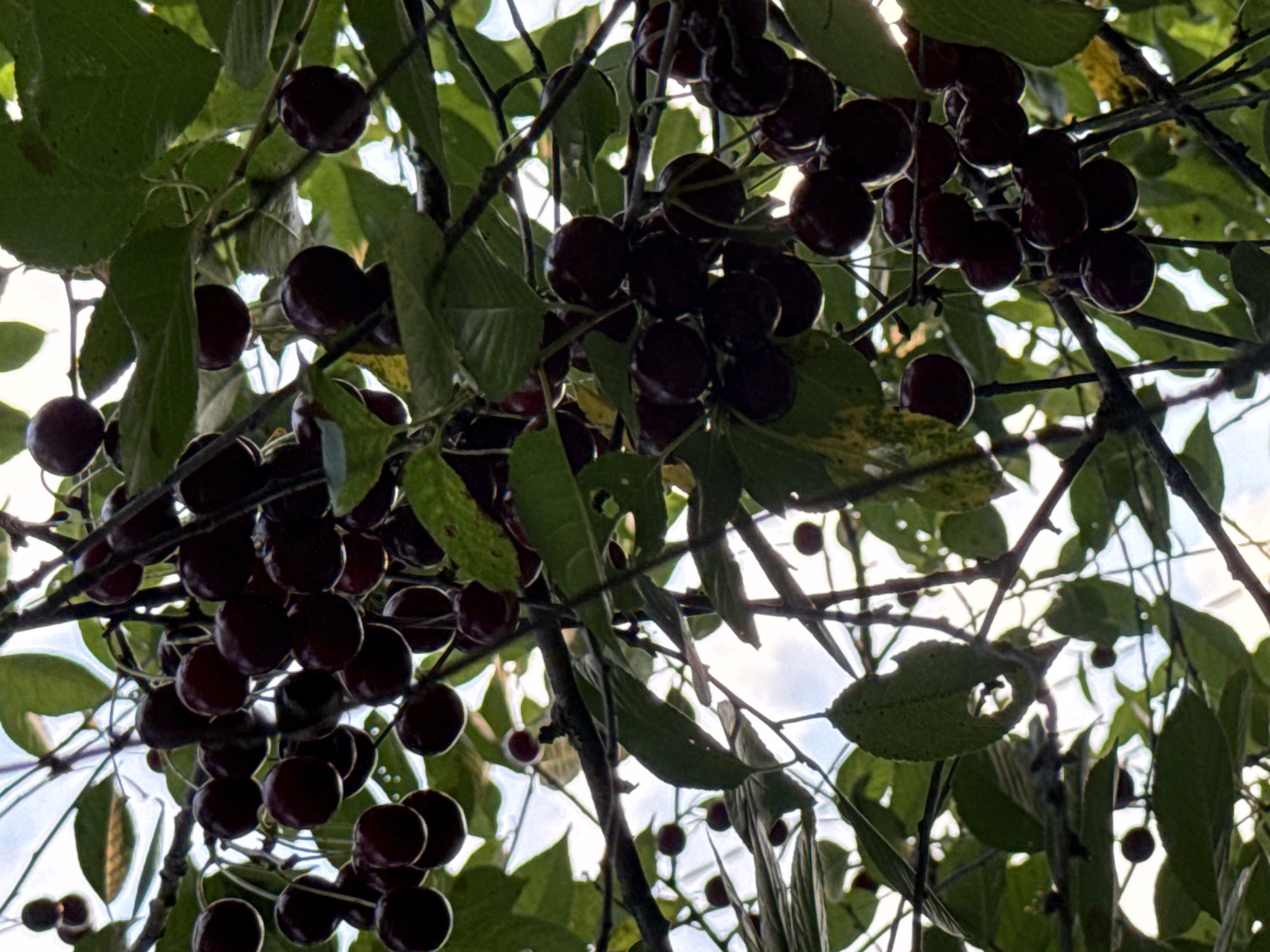 This is a low-angle, close-up shot of a cherry tree branch laden with ripe, dark red cherries, set against a bright, hazy sky in Vikraičiai, Lithuania. The cherries are clustered together, some with visible stems, and are partially obscured by lush green leaves, some of which show signs of damage. The branches are dark and gnarled. The overall impression is that of a bountiful harvest, viewed from below.