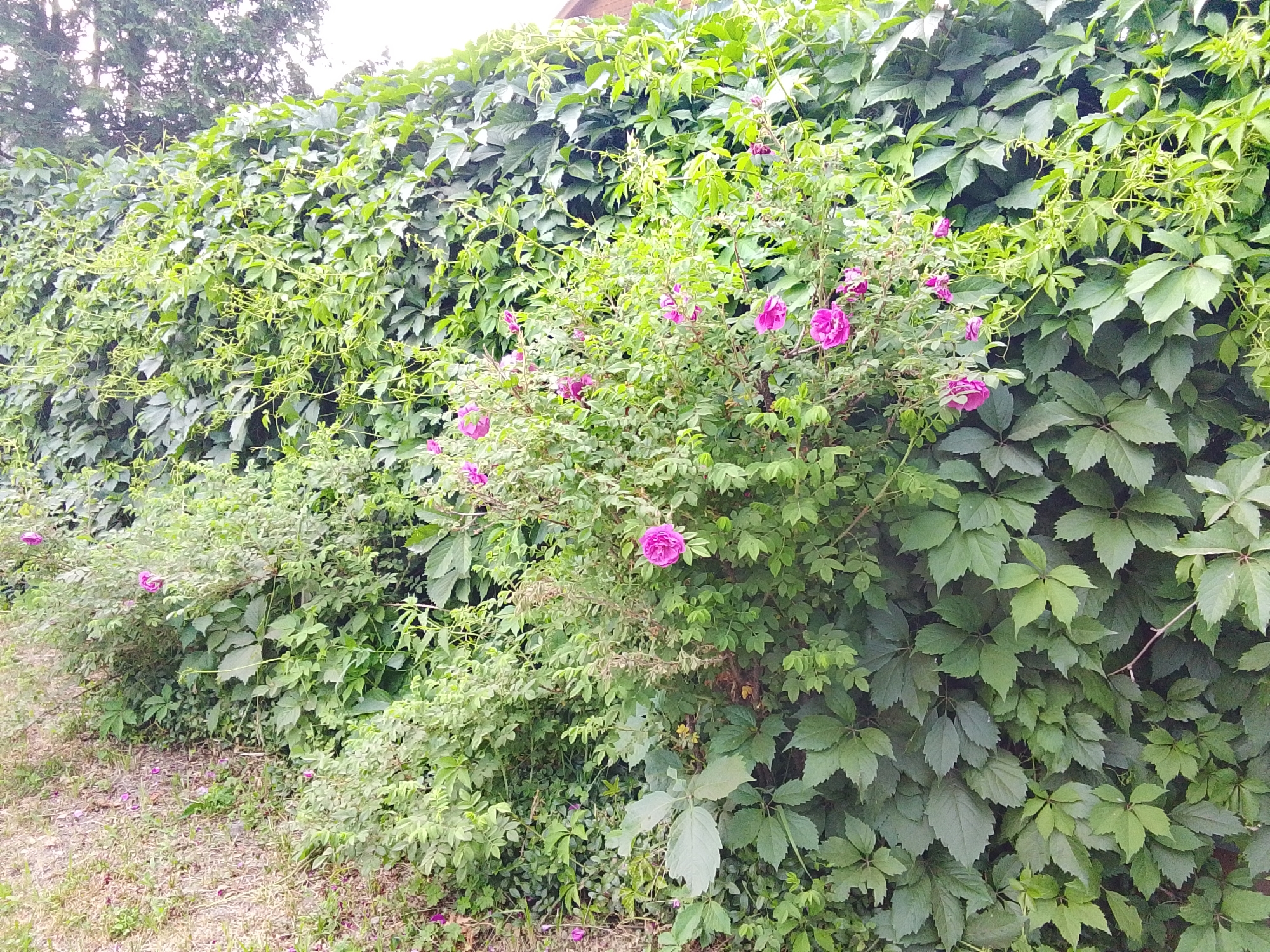 A dense wall of green foliage, primarily Virginia creeper and other leafy vines, dominates the scene, forming a thick, verdant barrier. Interspersed within this foliage are several bushes adorned with vibrant pink roses, their delicate petals a striking contrast to the lush greenery. The ground in front of the wall is covered with dry grass and scattered fallen rose petals. The overall impression is that of a natural, overgrown garden setting. The image was captured in the city of Snopok Novyi, Russia.