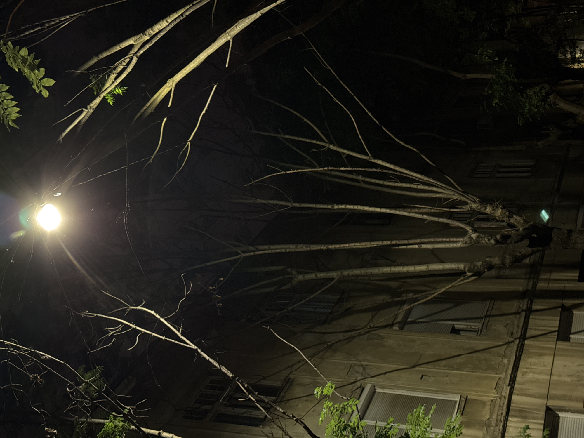 Captured at night, the image presents a building in Belgrade, Serbia. The building's facade, illuminated by a streetlamp, is visible behind a network of tree branches. The streetlamp is positioned to the left of the frame, casting a bright glow. The tree branches, some bare and some with foliage, intersect the view of the building, which appears to have multiple floors with windows. The overall scene evokes an urban setting at night, with the interplay of natural and artificial light.