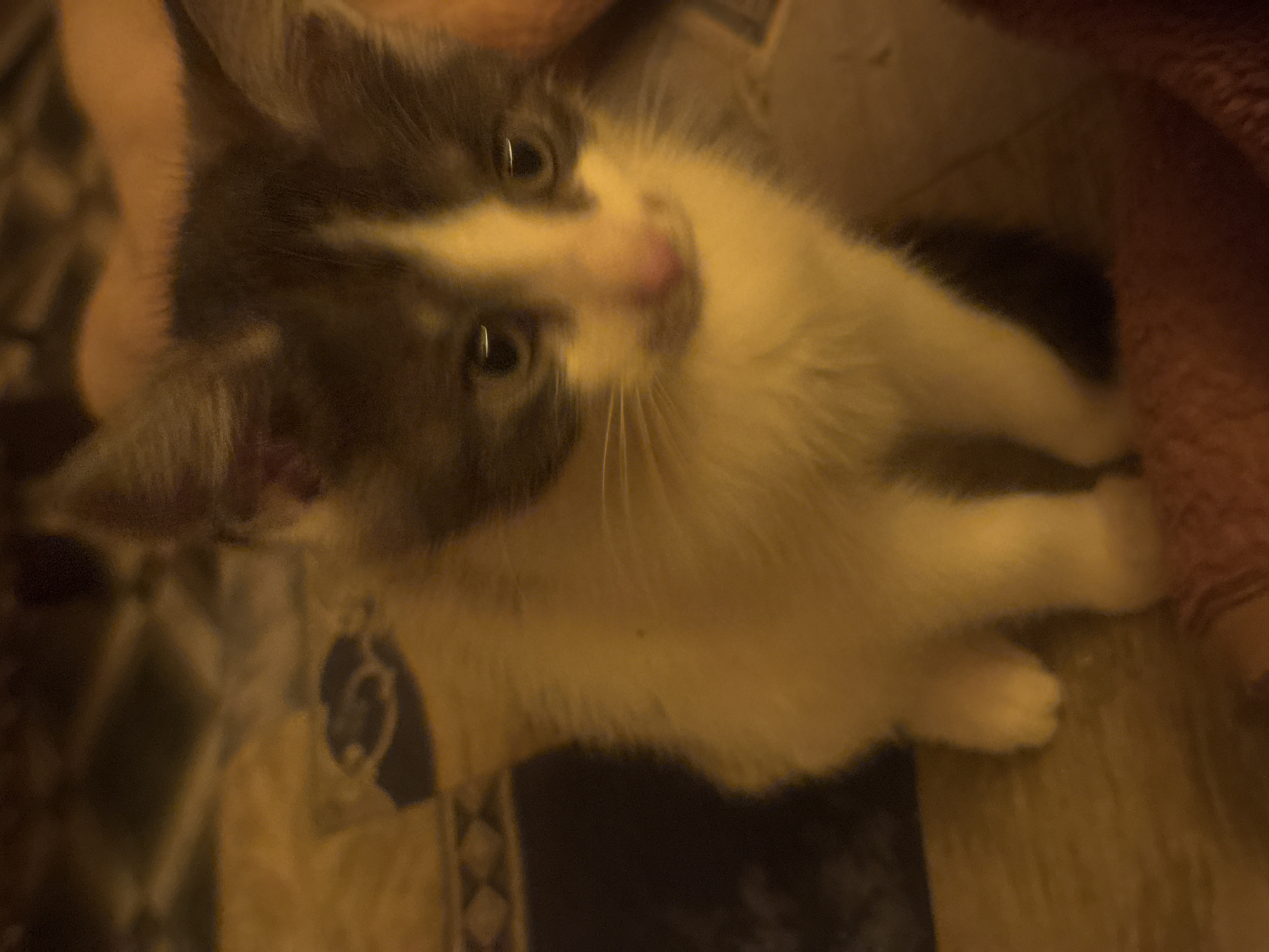 A kitten, possibly a domestic shorthair, is sitting on a patterned surface. The kitten has white and dark gray fur. Its eyes are open and looking forward, and its nose is pink. The background is blurred and appears to be a textile with a diamond pattern. The lighting is dim and warm, suggesting an indoor setting at night.