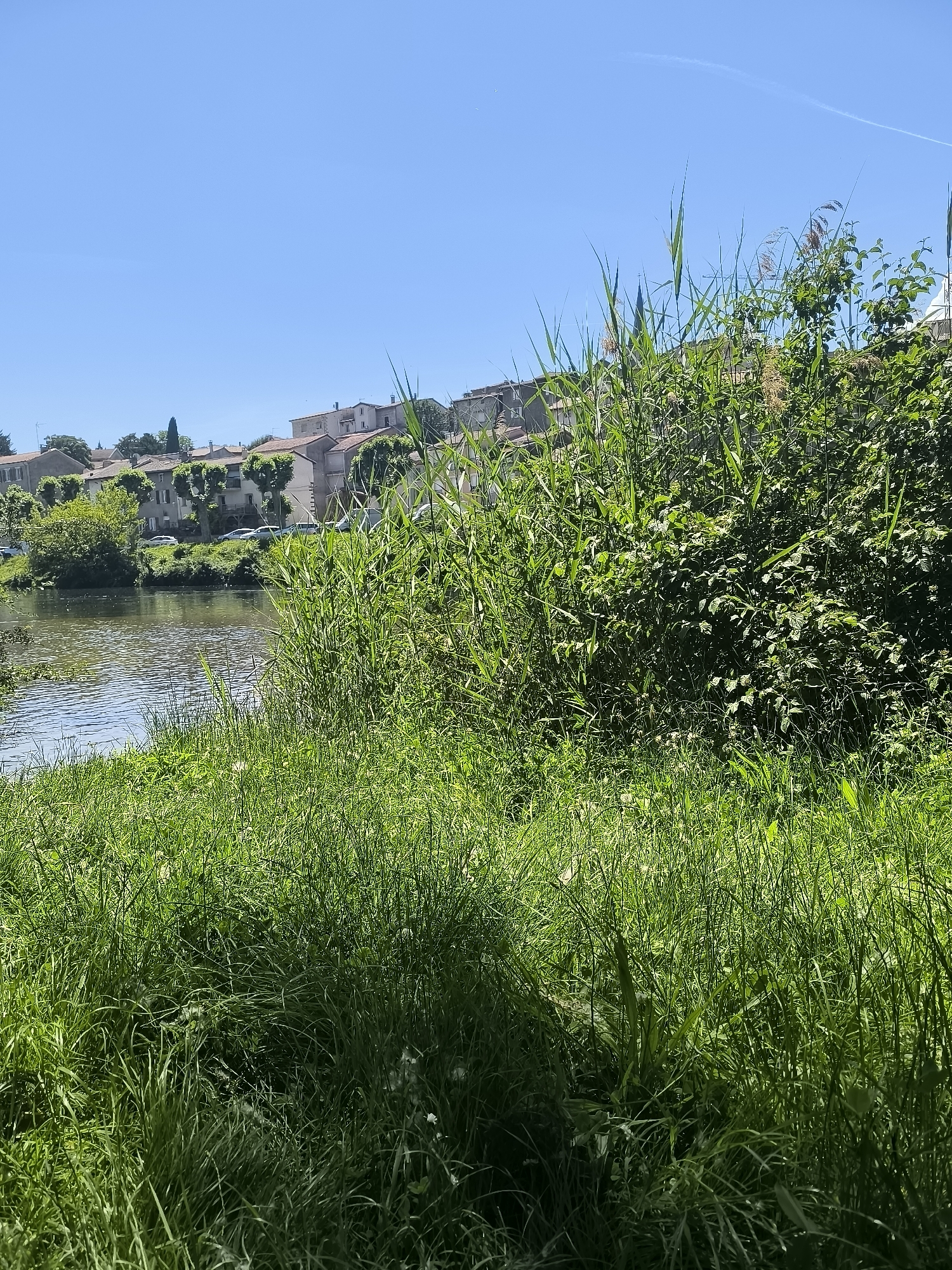 The image depicts a tranquil scene in Chézenas, France. A body of water, likely a river or a large pond, is visible, with reflections of the sky and nearby buildings. The foreground is dominated by lush green grass, reeds, and thick vegetation, suggesting a natural, possibly wild, area along the waterway. In the background, a row of buildings with red-tiled roofs is visible, characteristic of French architecture. These structures line the opposite bank of the water, indicating the edge of the town. The sky is clear and blue. The overall impression is one of a peaceful natural setting in an urban area.