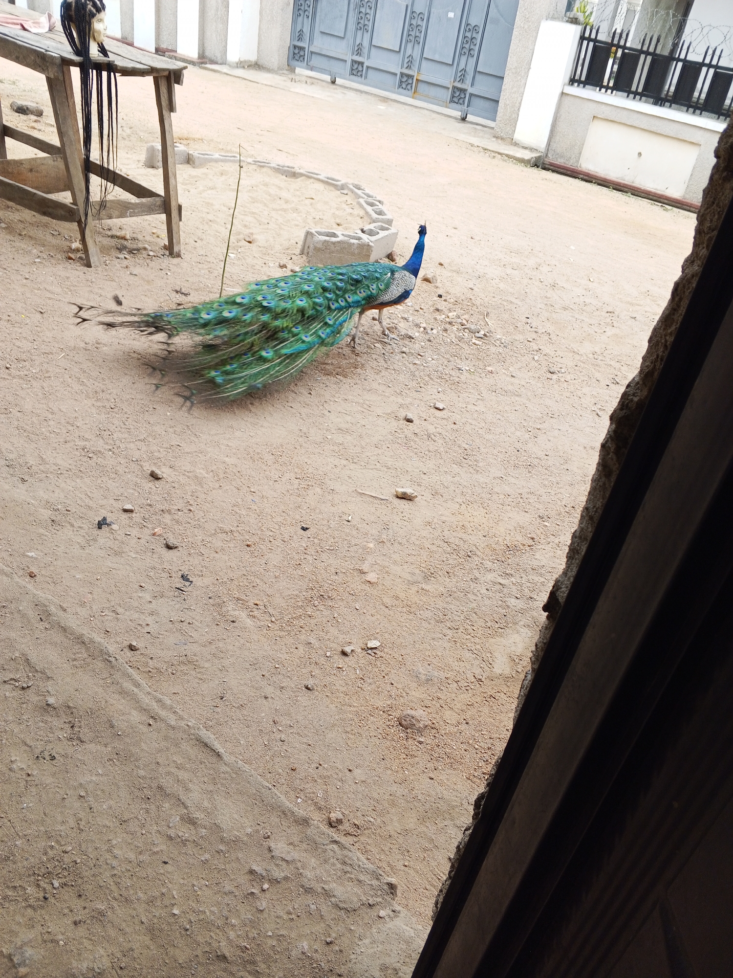 The image shows a peacock in a dirt-covered area in Adonkolo, Nigeria. In the background, there's a metal gate, a building, and a wooden structure with a wig on top. The environment is open with a dirt ground surface.