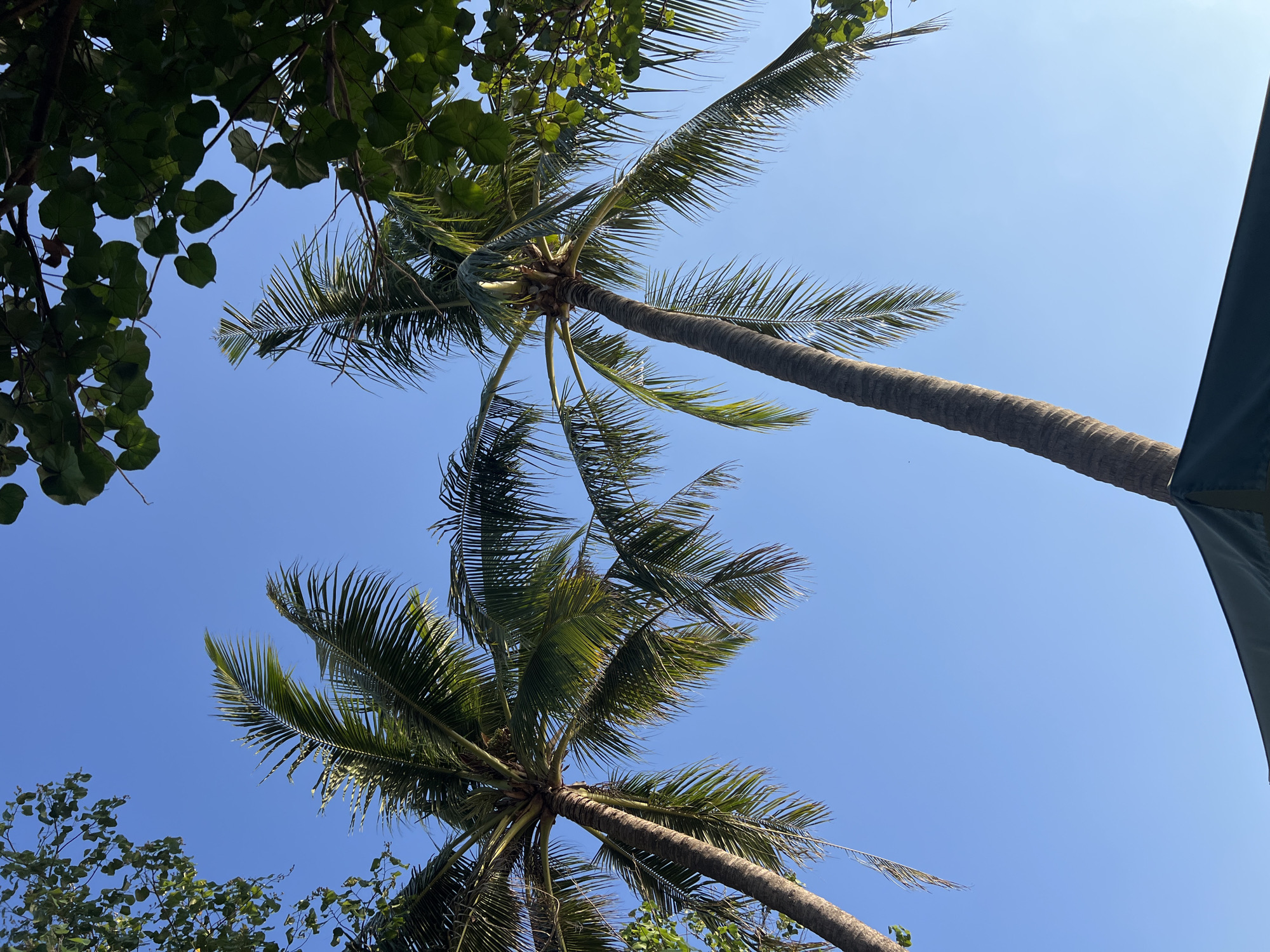 The image shows a clear blue sky with the tops of two palm trees and some foliage. The palm trees are tall and slender with feathery fronds that are illuminated by sunlight. The leaves of the foliage are dark green and create a frame around the top of the image. The bottom of the image shows a glimpse of a dark green umbrella or awning. The scene is set in Kuta, Indonesia, a popular tourist destination known for its beaches and palm trees.