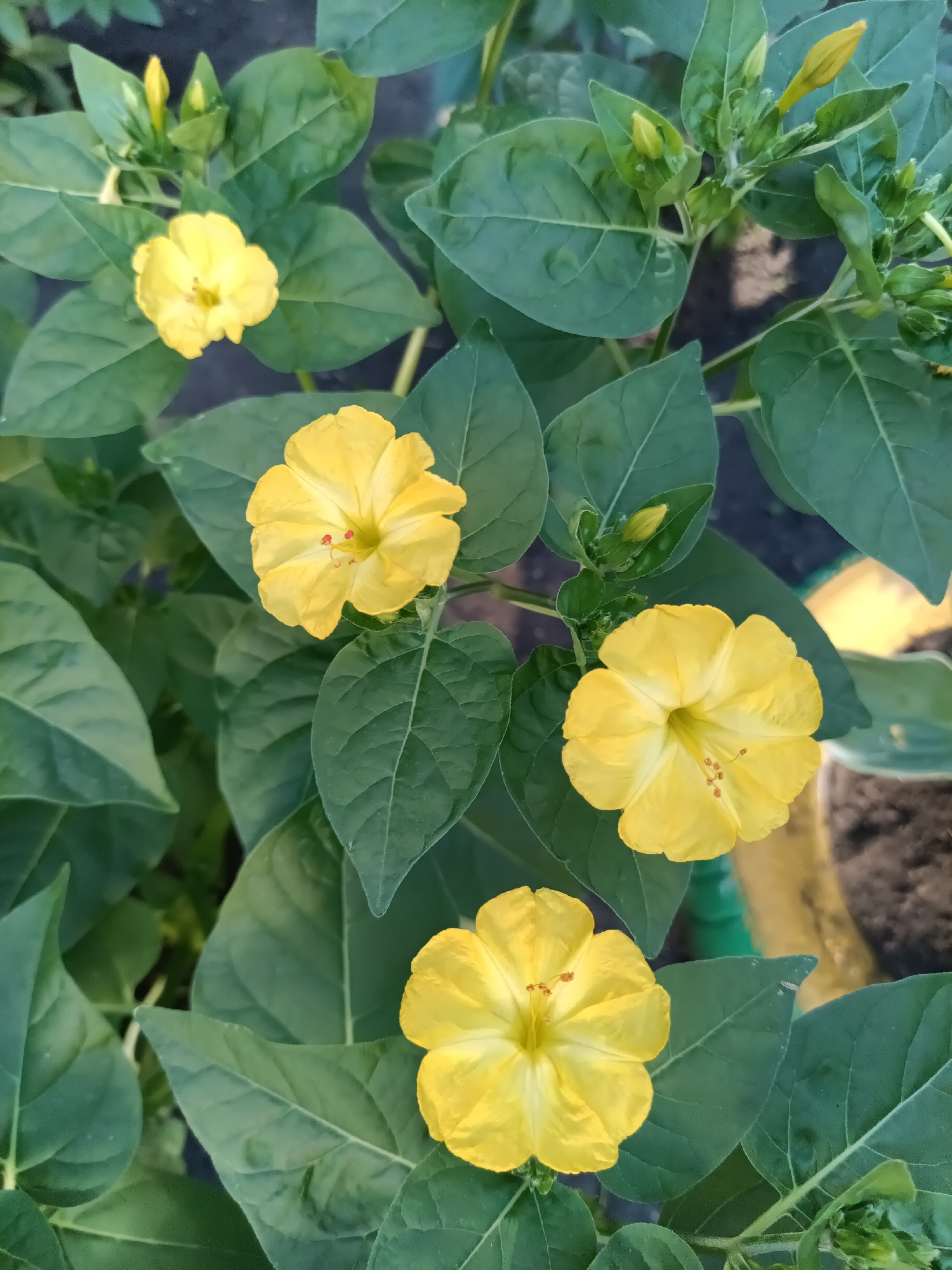 The image shows a close-up view of several blooming yellow four o'clock flowers (Mirabilis jalapa) with lush green foliage. The flowers are trumpet-shaped and have five petals. Some of the flowers are fully open, while others are still in bud. The background is slightly blurred, showing dark soil and hints of green and yellow in the distance, possibly indicating more plants or a garden setting. The lighting suggests it is daytime. There are no people, animals, or man-made structures clearly visible in the frame. The image is taken from a top-down perspective. This scene is unlikely to be specific to Petropavl, Kazakhstan, as four o'clock flowers are common worldwide and the image lacks any identifying landmarks or context for that location.