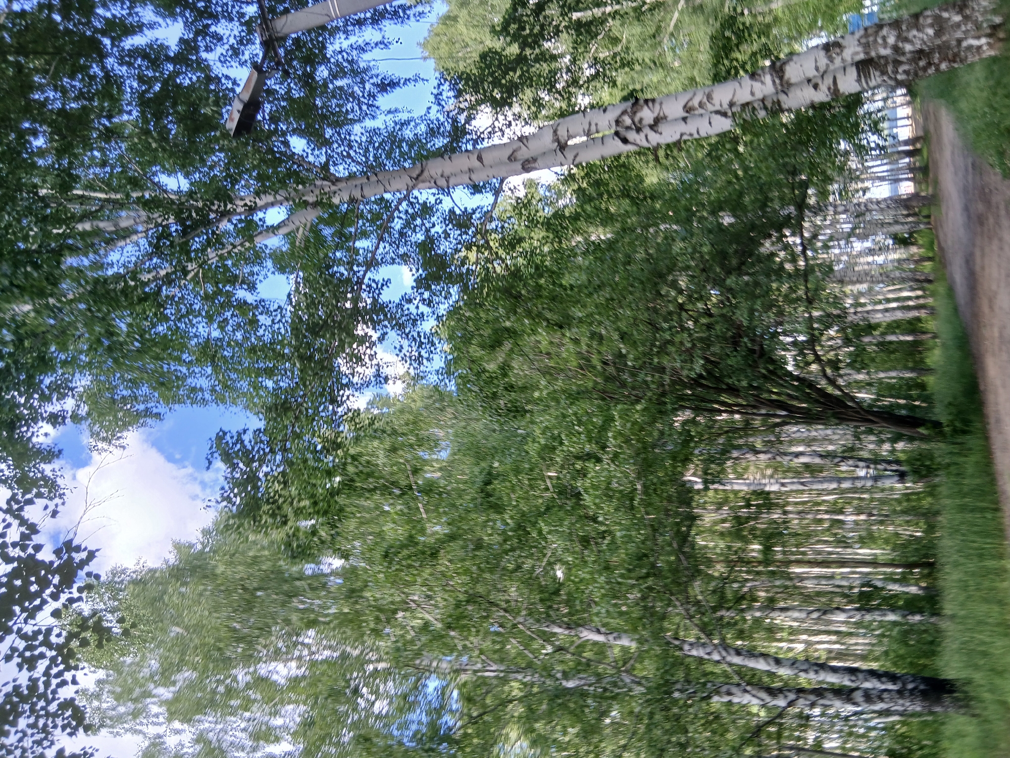 The image displays a birch grove in Chaikovsky, Russia. The scene is dominated by the white, mottled trunks of birch trees and their green foliage. The perspective is tilted, looking upwards into the canopy and sky, with some clouds visible.
In the foreground, prominent birch trees with their distinctive bark are visible, their branches reaching towards the sky. The leaves are lush and green, creating a dense canopy that filters the sunlight. To the right of the grove, a dirt path or road runs alongside, bordered by a strip of neatly trimmed green grass. Beyond the path, more birch trees are visible, forming a linear arrangement that suggests a planted grove or an avenue. The lighting suggests it is daytime, with the sun casting dappled light through the leaves.
There is a hint of man-made structure in the upper left portion of the image, possibly a lamppost or electrical equipment, indicating that this grove might be located near a populated area or a park. The overall atmosphere is serene and natural, characteristic of a peaceful outdoor setting. There is no visible text in the image.