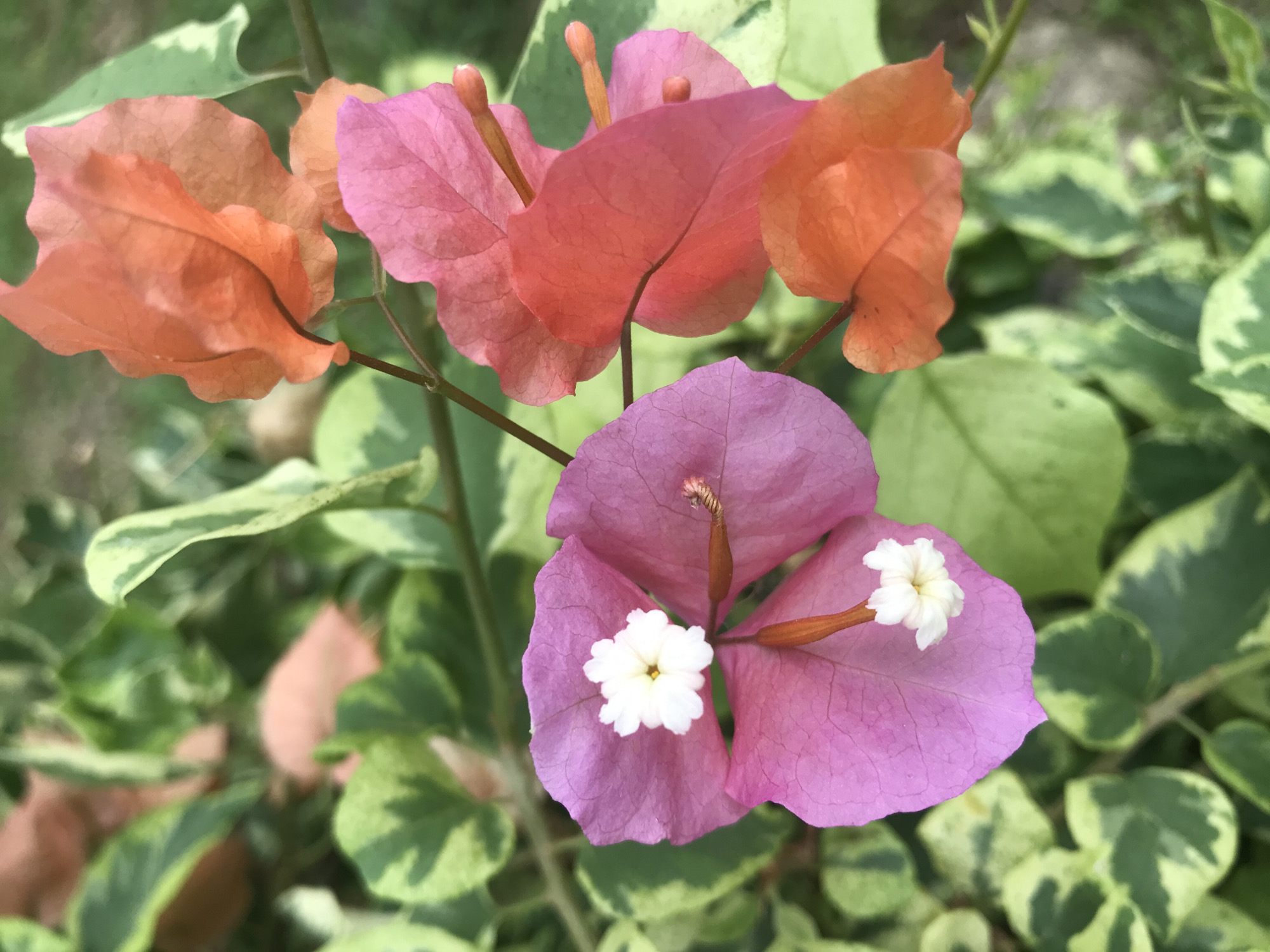 The image shows a close-up of bougainvillea flowers. The flowers are varying shades of pink, orange, and purple. There are three white flowers that sit in the center of a purple bract. The bracts are surrounded by light green and white leaves. The image was taken in Baan Chaweng Noi, Thailand.