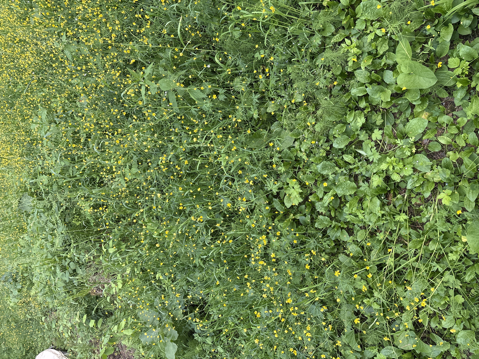 The image depicts a dense, overgrown field or meadow filled with numerous small yellow flowers and lush green foliage. The vegetation is a mix of grasses, broad-leafed plants, and delicate ferns, with the yellow flowers appearing to be buttercups. The scene is likely an uncultivated area, possibly a roadside verge or a natural park setting. The lighting suggests it is daytime, with soft, diffused light filtering through the plants. There are no visible people or animals in the image, and no specific landmarks that would pinpoint a location within Krasnoyarsk, Russia.