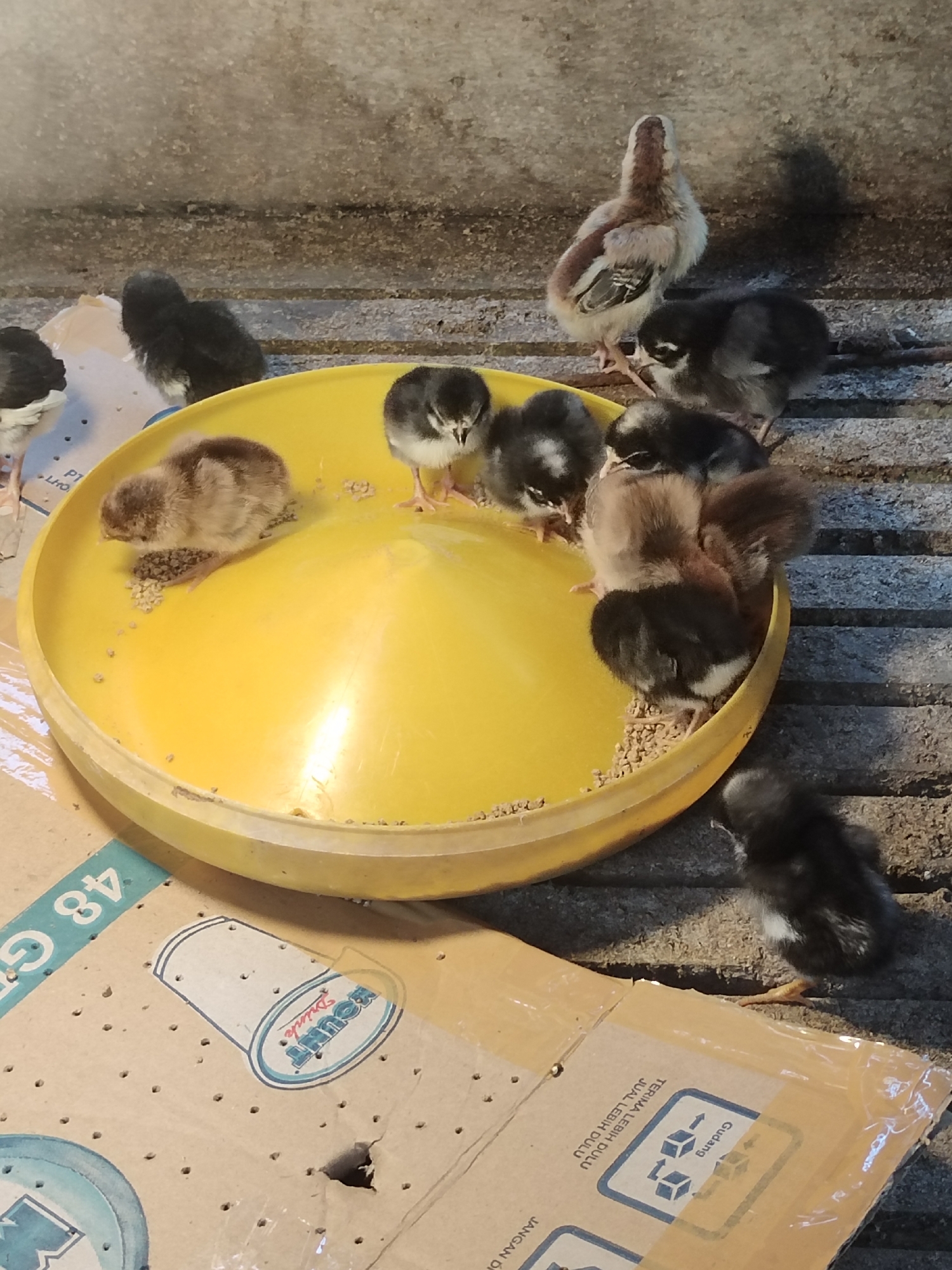 A group of young chickens, or chicks, are gathered around a yellow feeding dish on a corrugated surface. The chicks are mostly black and brown, with some showing white markings. One larger chick, appearing to be older, stands in the background with lighter brown and white plumage. The feeding dish contains small pellets, presumably chicken feed. The environment appears to be an enclosed space with a textured concrete wall in the background and a cardboard box in the foreground. The cardboard box has text and graphics on it, suggesting it is packaging. The overall scene depicts a typical setting for raising young poultry. The location information provided in the prompt is "city of Rayeukmatangkuli, Indonesia."