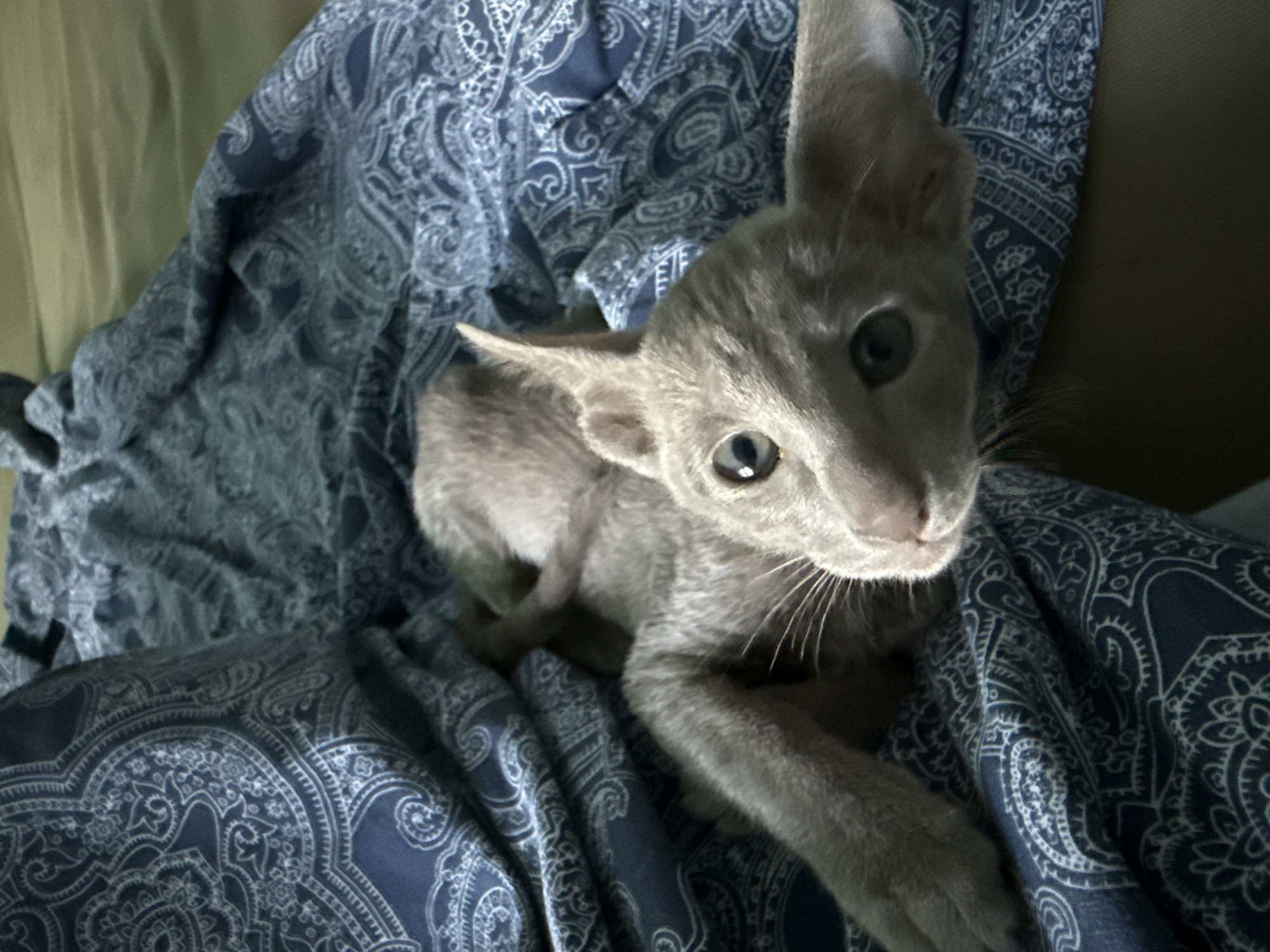 A light grey kitten with large ears and wide, blue-green eyes is lying on its back on a blue, paisley-patterned blanket. The kitten's front paws are extended outwards, and its body is slightly curled. The background is a blurred olive-green surface, possibly a bed or couch. The image appears to be a close-up shot, focusing on the kitten and the texture of the blanket. There is no information available to determine the location in the city of Moscow, Russia.