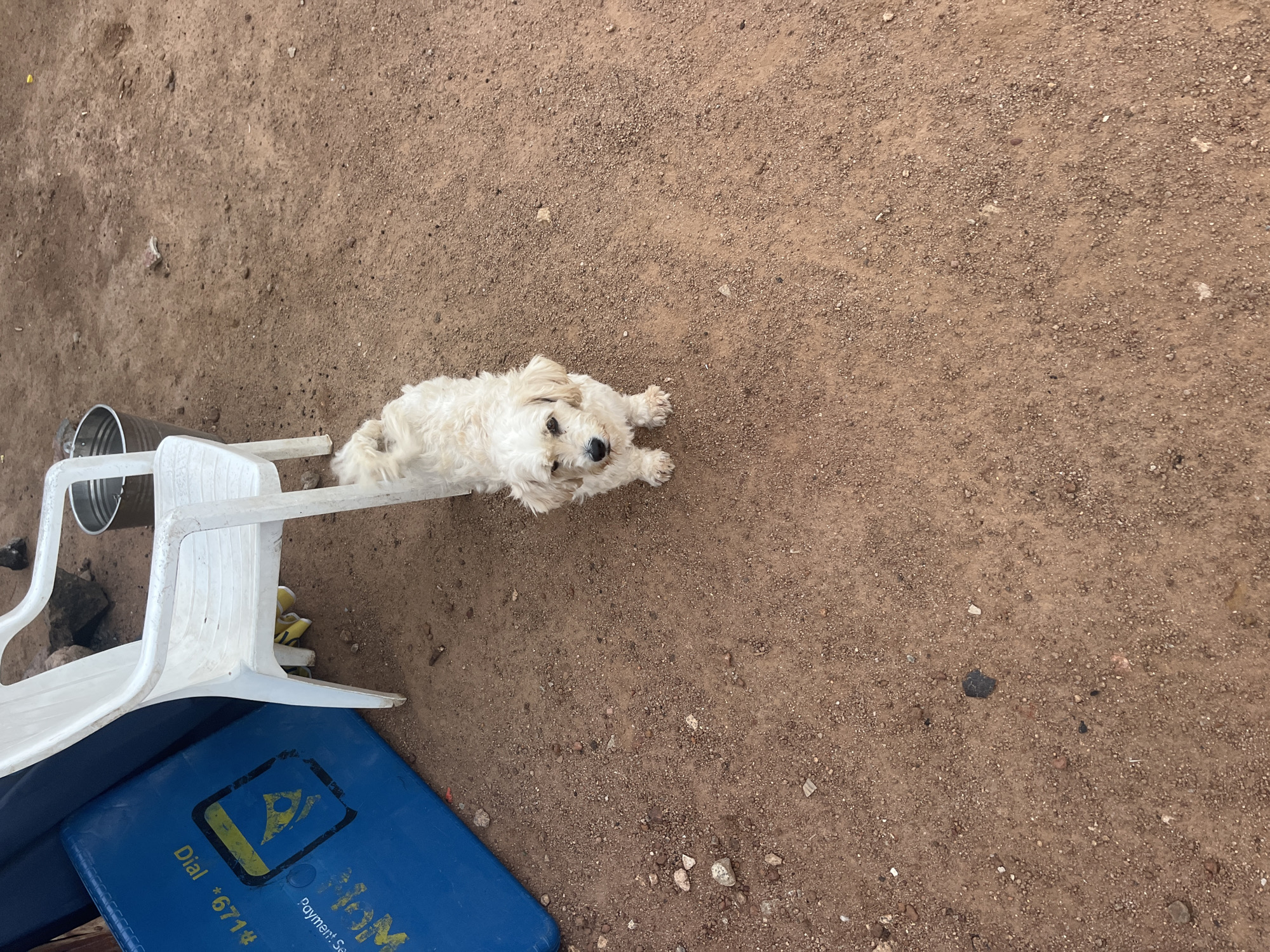 The scene depicts a dog lying on a white plastic chair, which is resting on a blue object and red soil in Jos, Nigeria. A metal bucket is next to the chair. The dog is small and white, and appears to be looking at the camera. The soil is reddish-brown and covers most of the background.