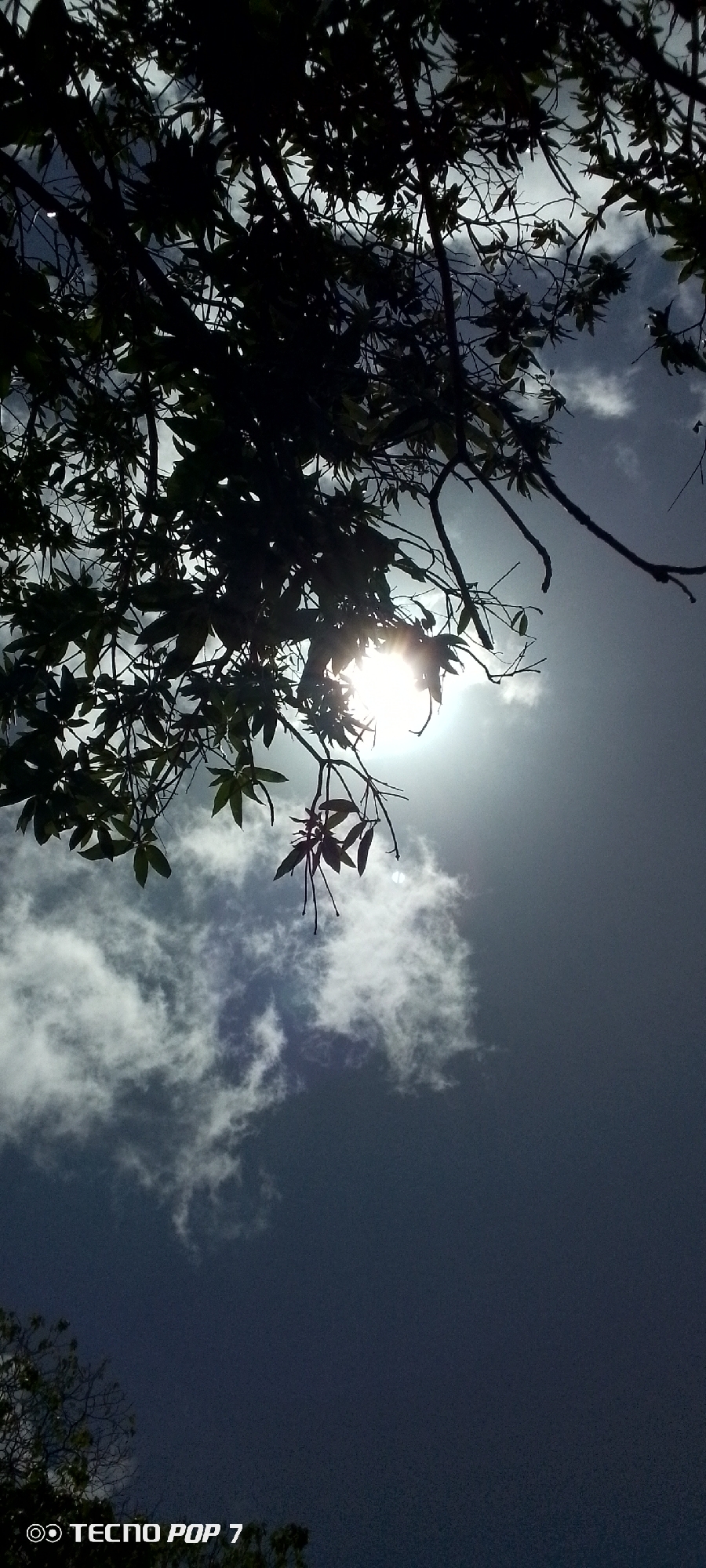 The image shows a view looking up into the sky through tree branches with leaves. The sun is visible and obscured by some of the leaves. There are also clouds in the sky. The location appears to be Altagracia, Venezuela based on the prompt. A “Tecno Pop 7” watermark is present at the bottom left of the image.
